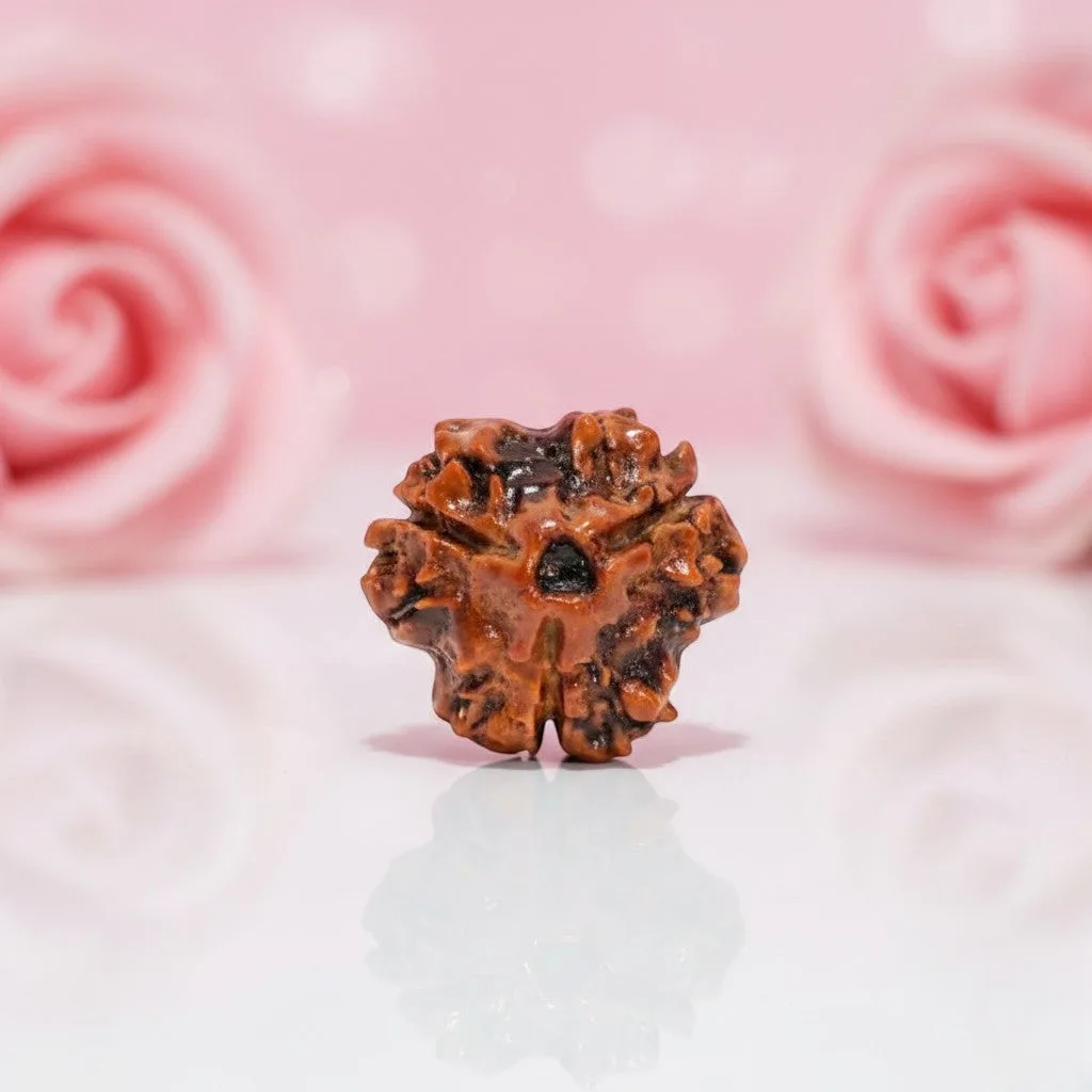 Natural 3 Mukhi Rudraksha Beads