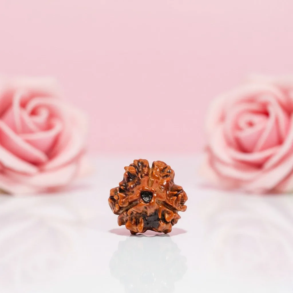 Natural 3 Mukhi Rudraksha Beads