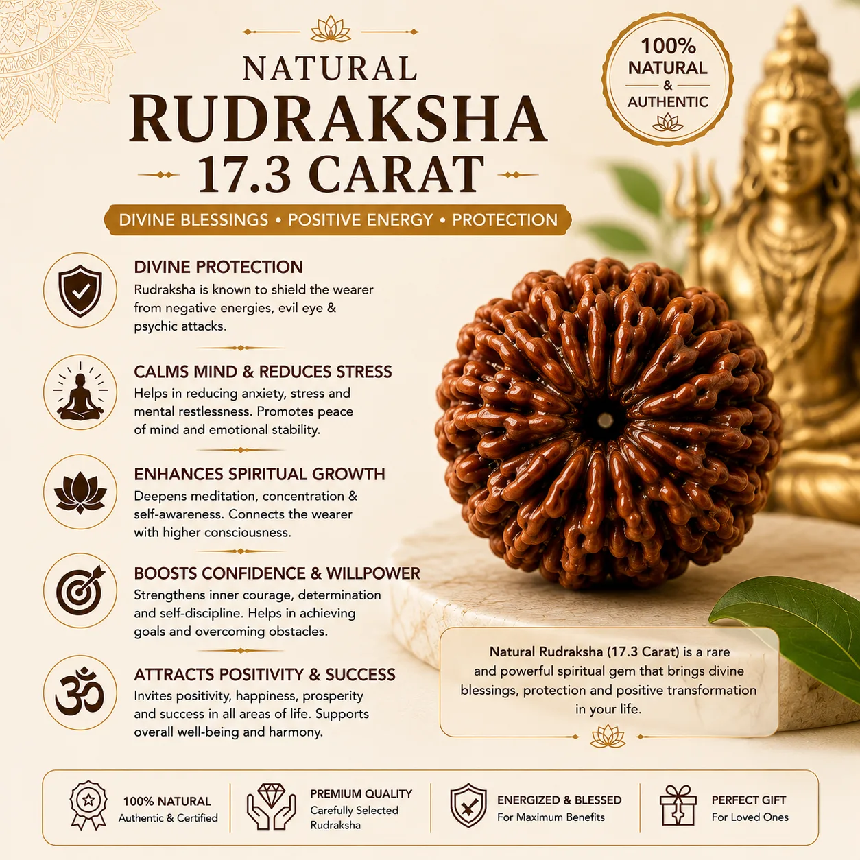 Natural Rudraksha - 17.3 Carat
