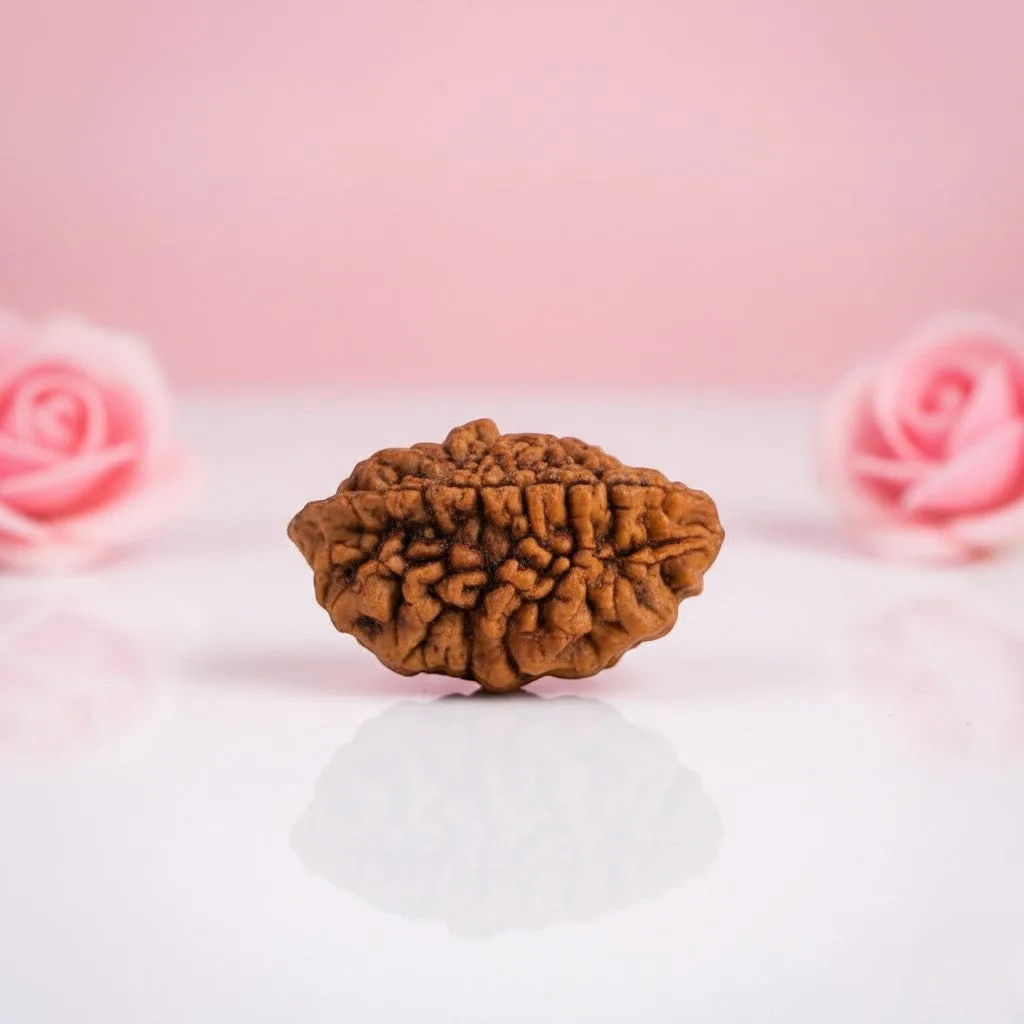 Natural 2 Mukhi Rudraksha Beads