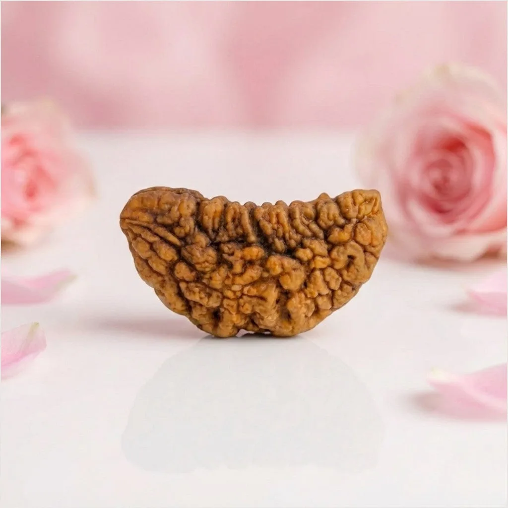 Natural 1 Mukhi Rudraksha Beads