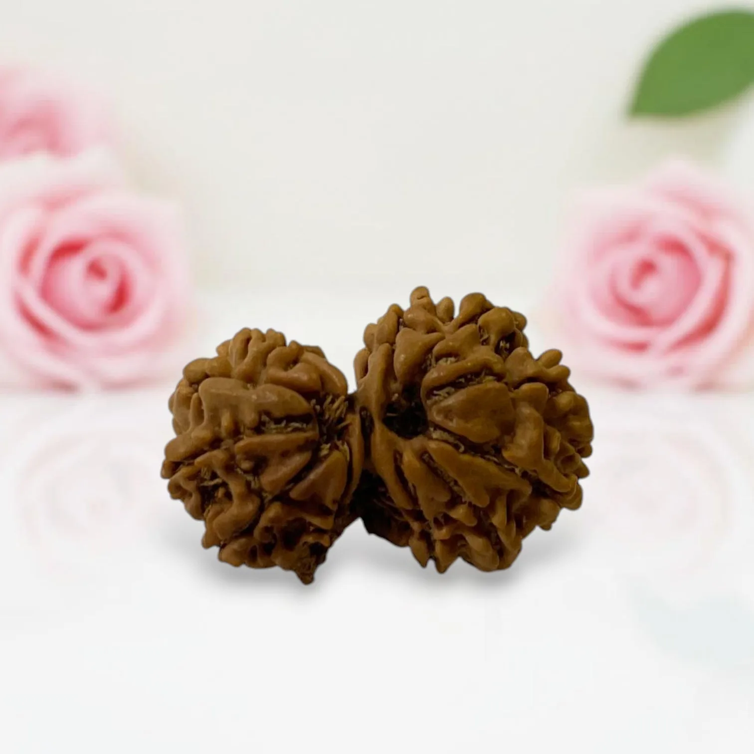 Gauri Ganesh Rudraksha