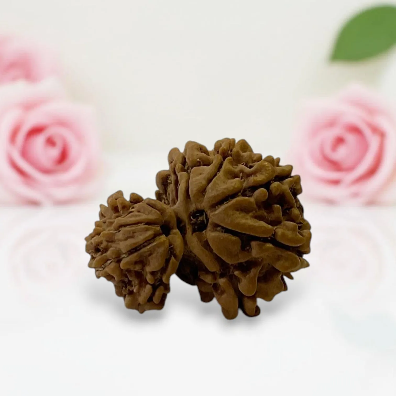 Gauri Ganesh Rudraksha