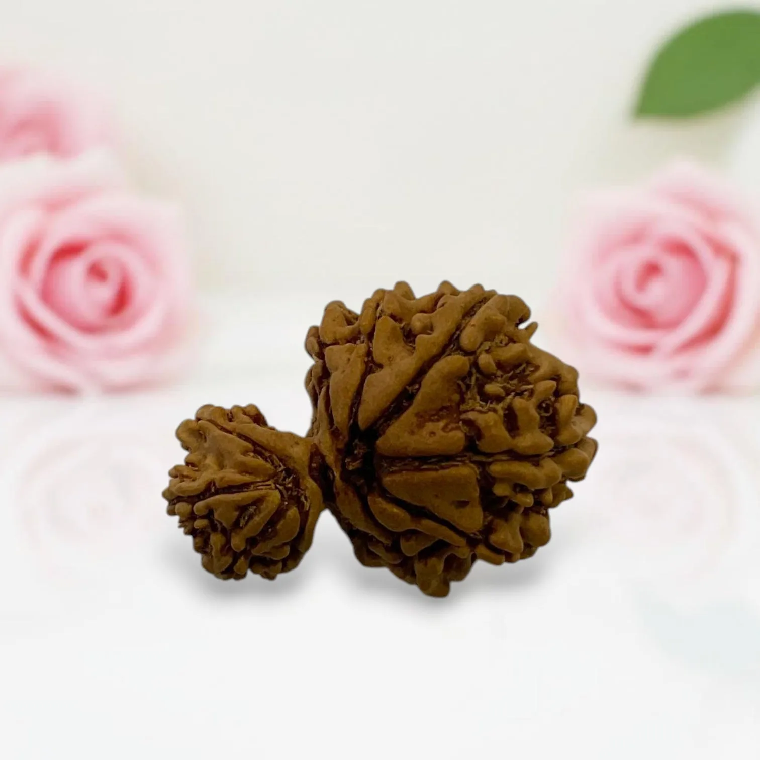 Gauri Ganesh Rudraksha
