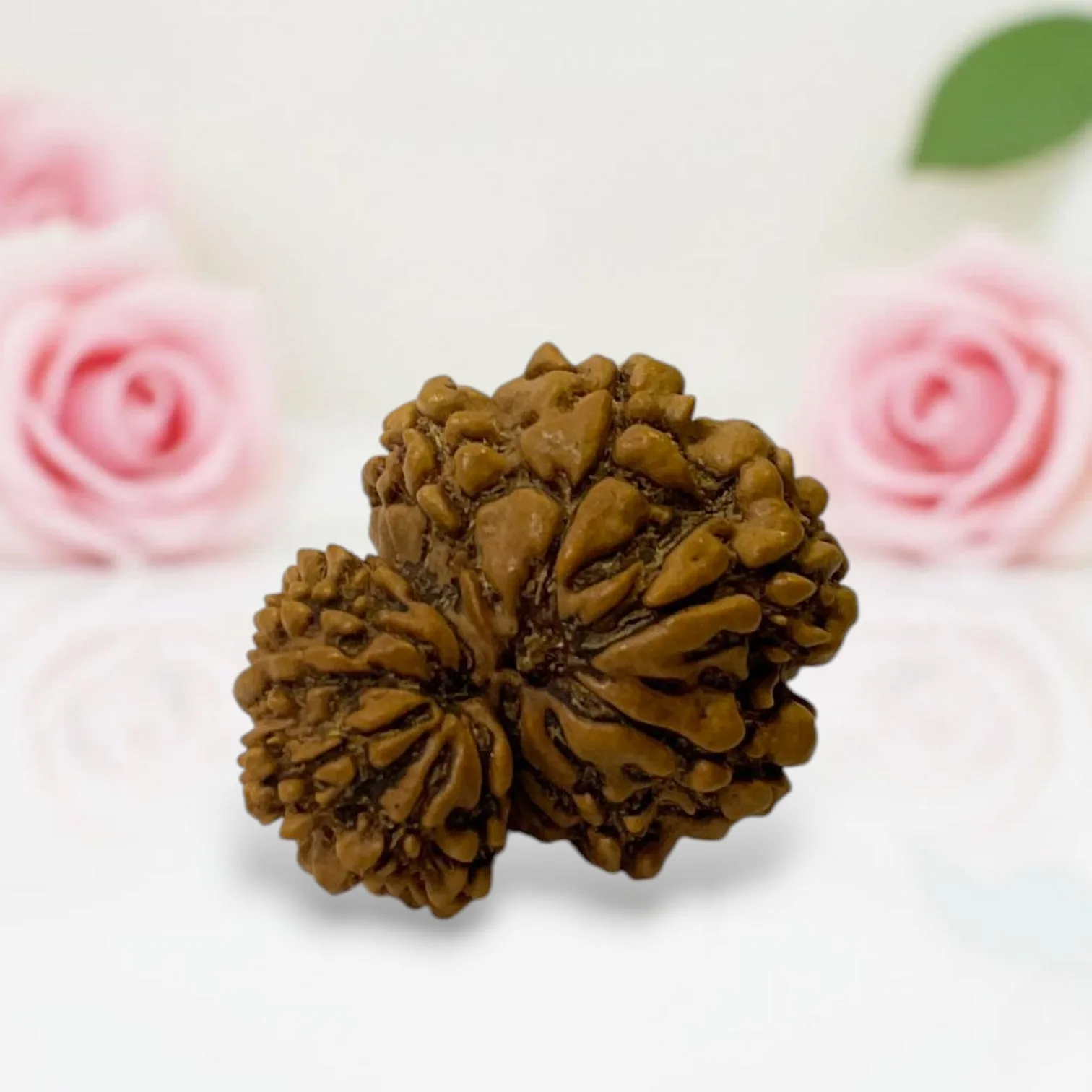 Gauri Ganesh Rudraksha