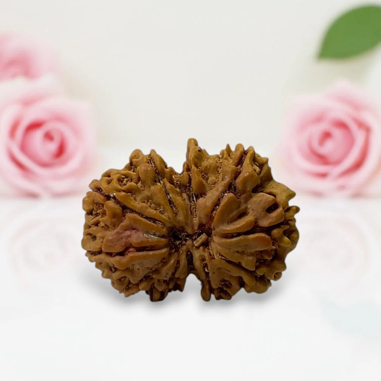 Gauri Shankar Rudraksha