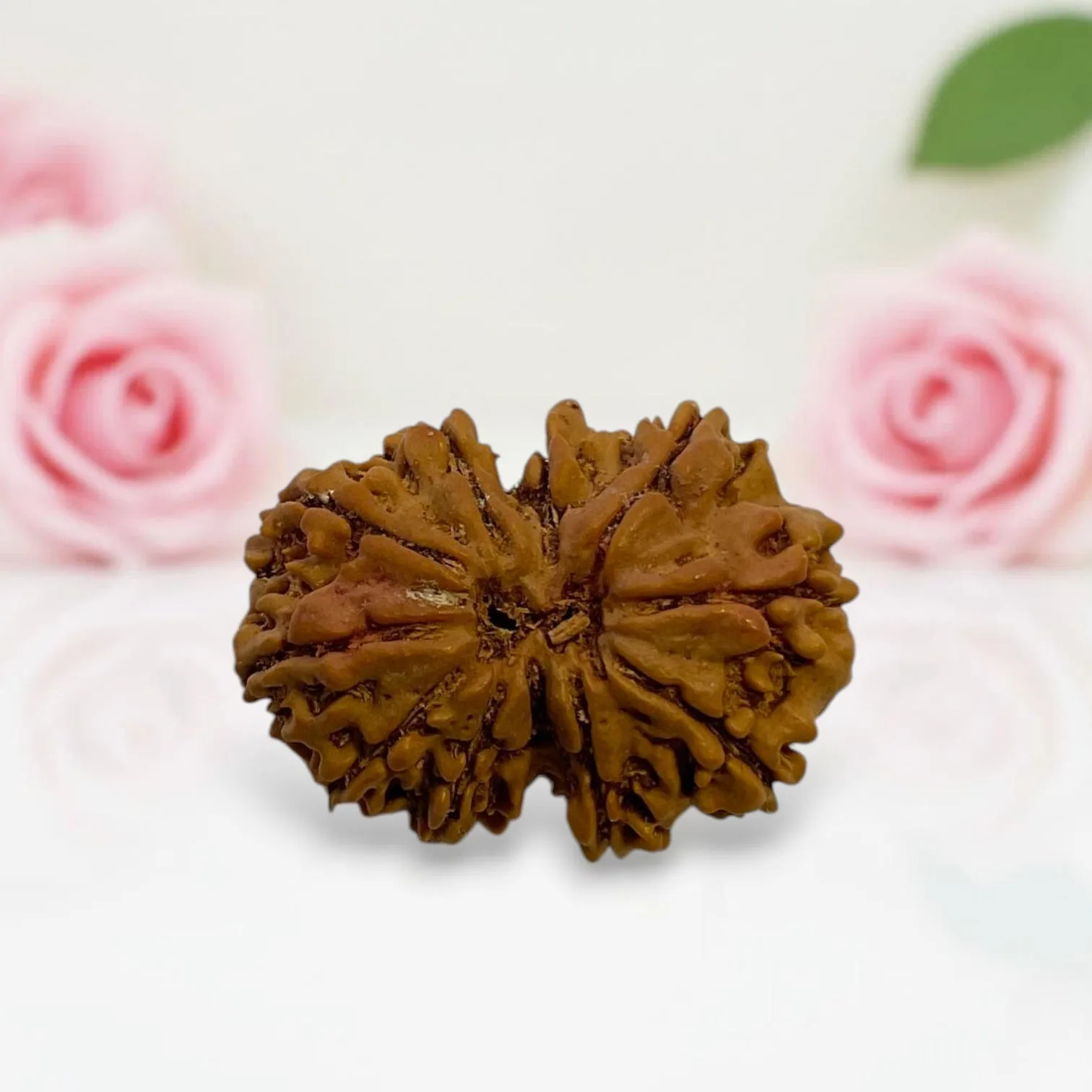 Gauri Shankar Rudraksha