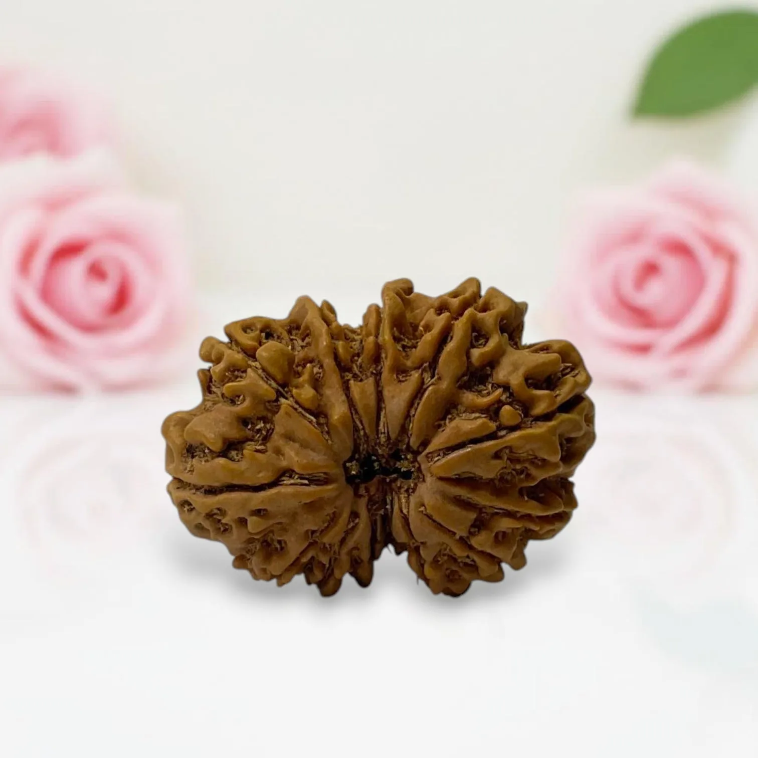 Gauri Shankar Rudraksha