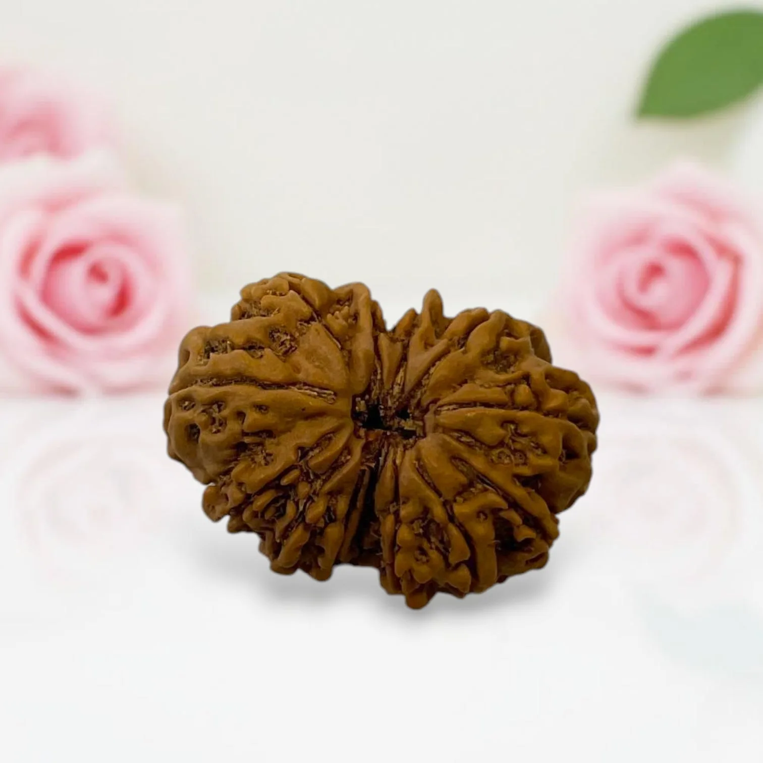 Gauri Shankar Rudraksha