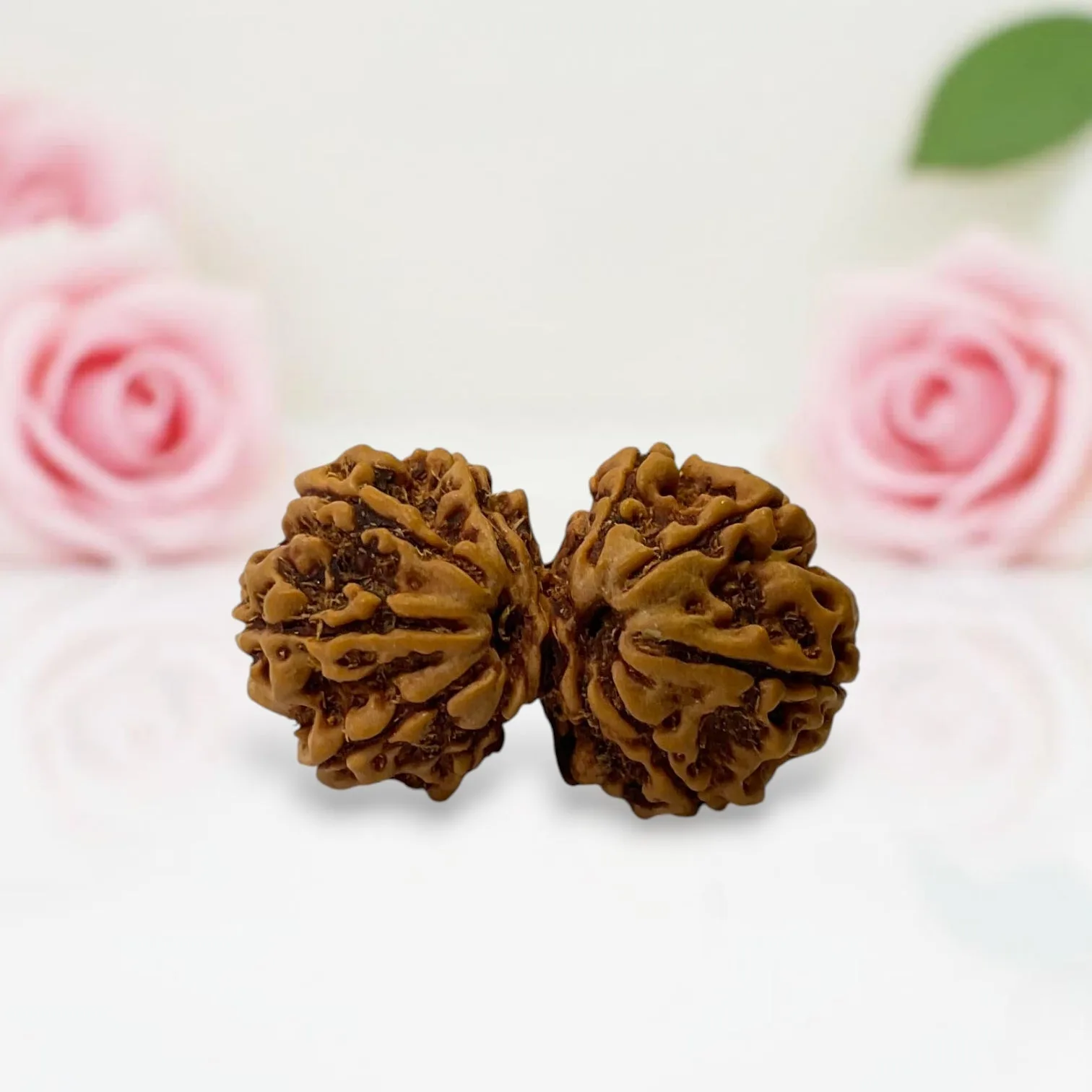 Gauri Shankar Rudraksha