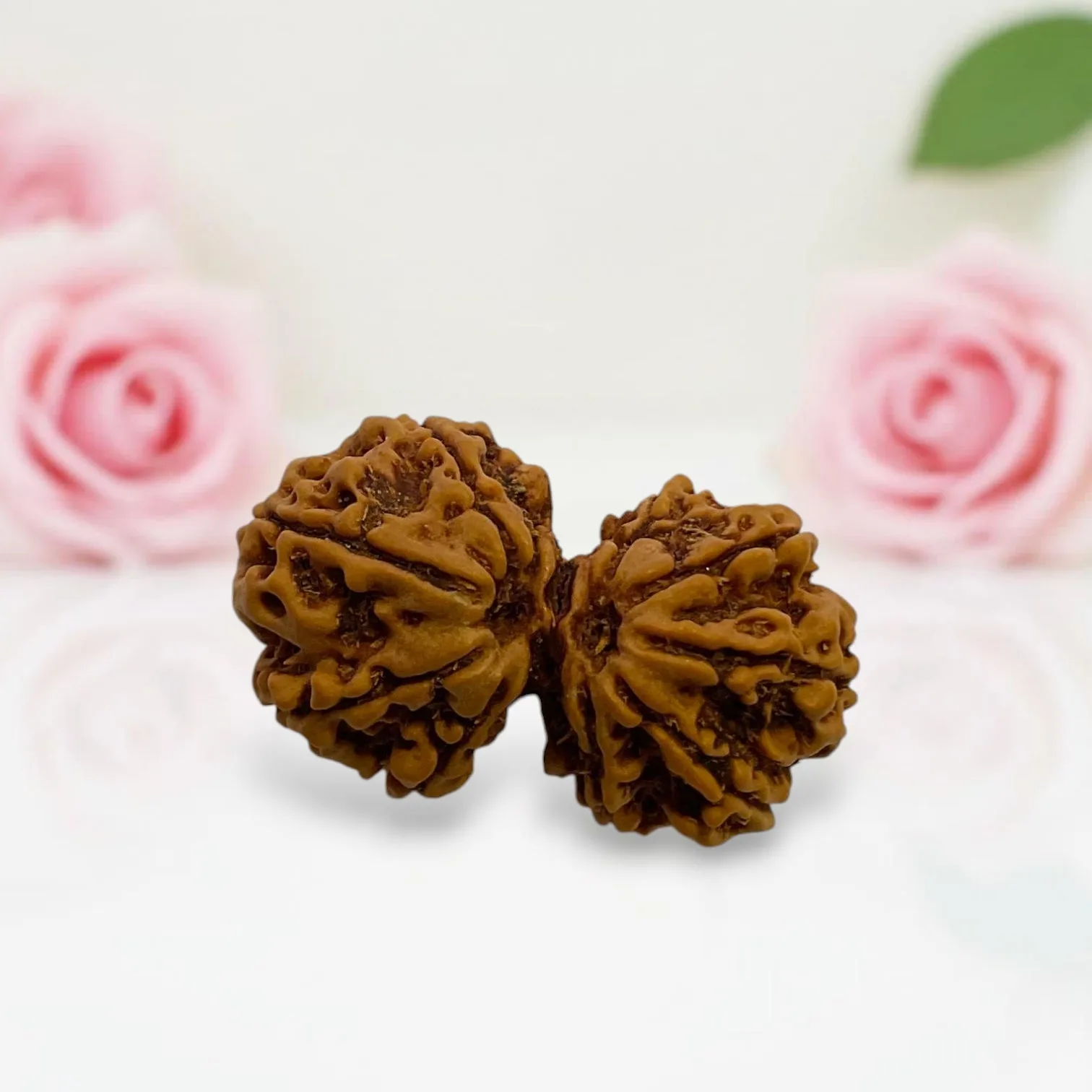 Gauri Shankar Rudraksha
