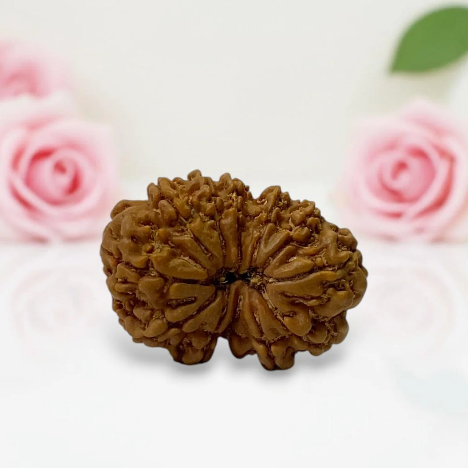 Gauri Shankar Rudraksha