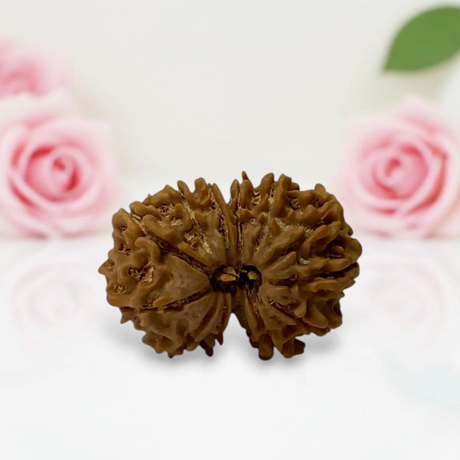Gauri Shankar Rudraksha