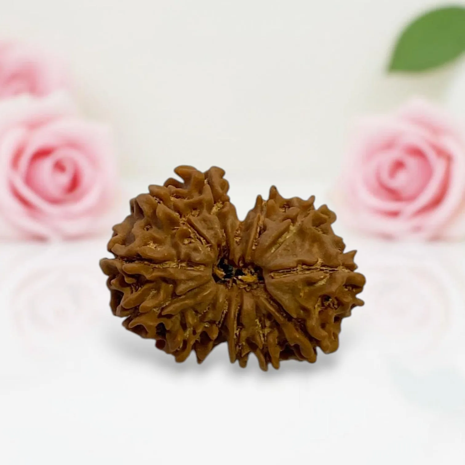 Gauri Shankar Rudraksha
