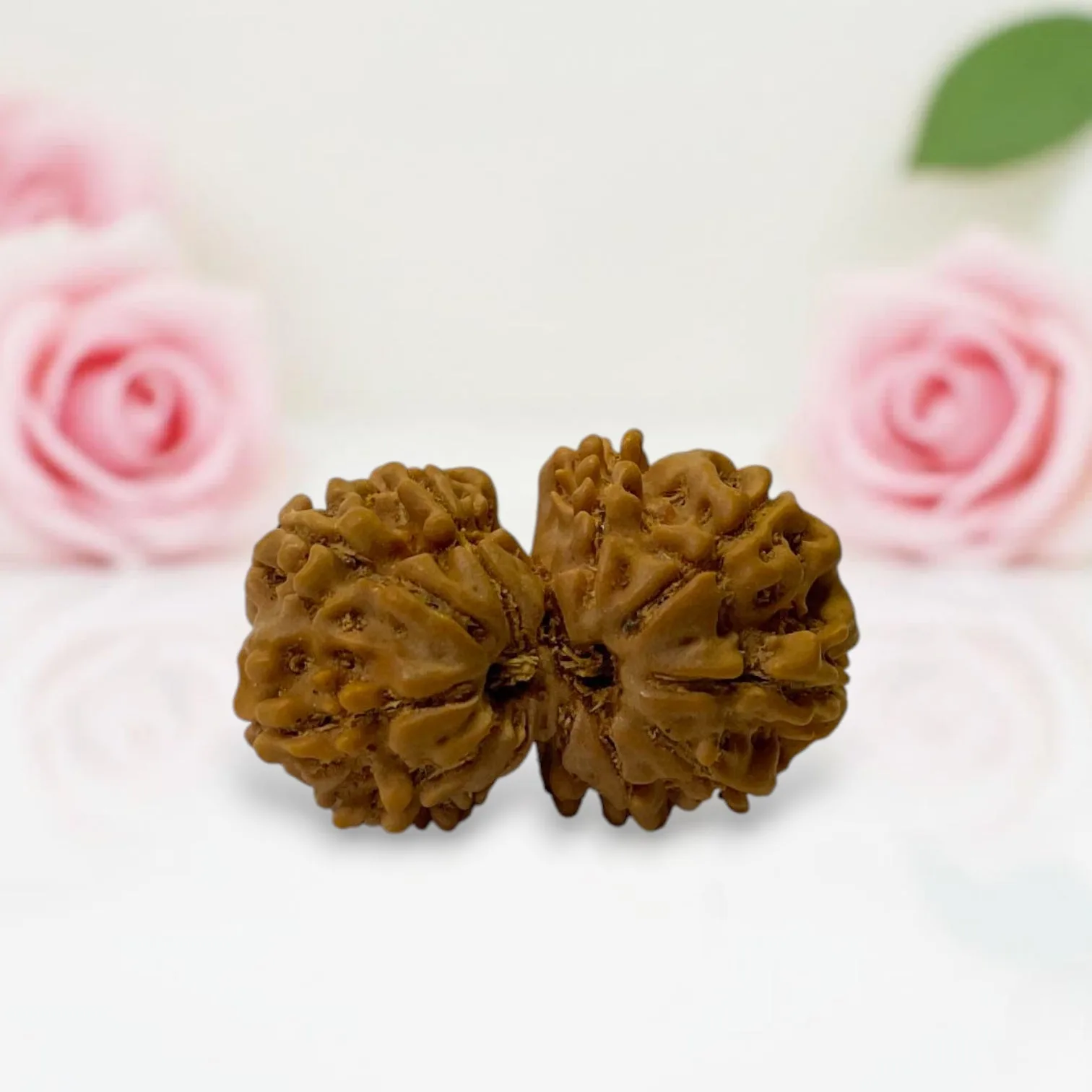 Gauri Shankar Rudraksha