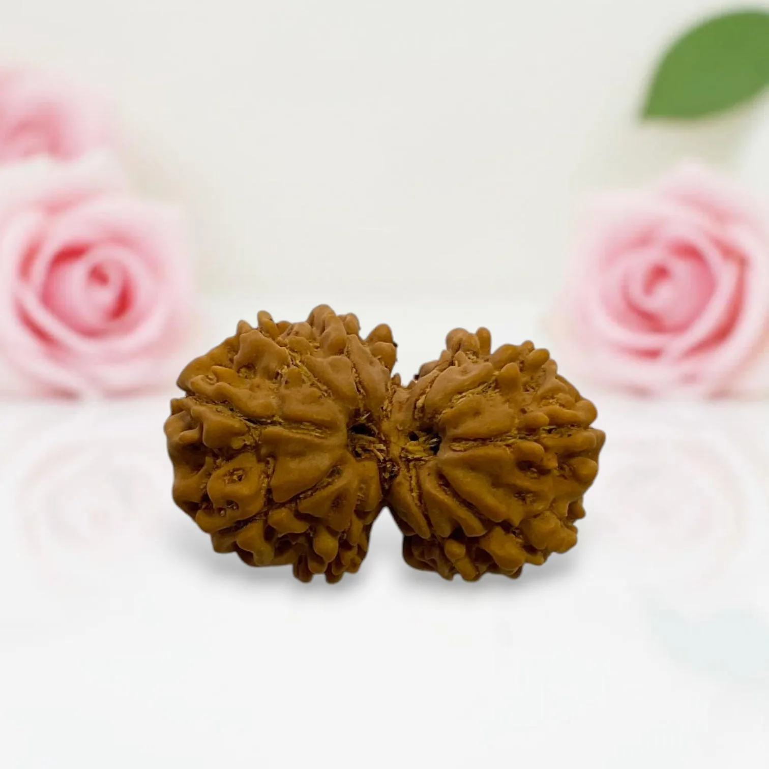 Gauri Shankar Rudraksha