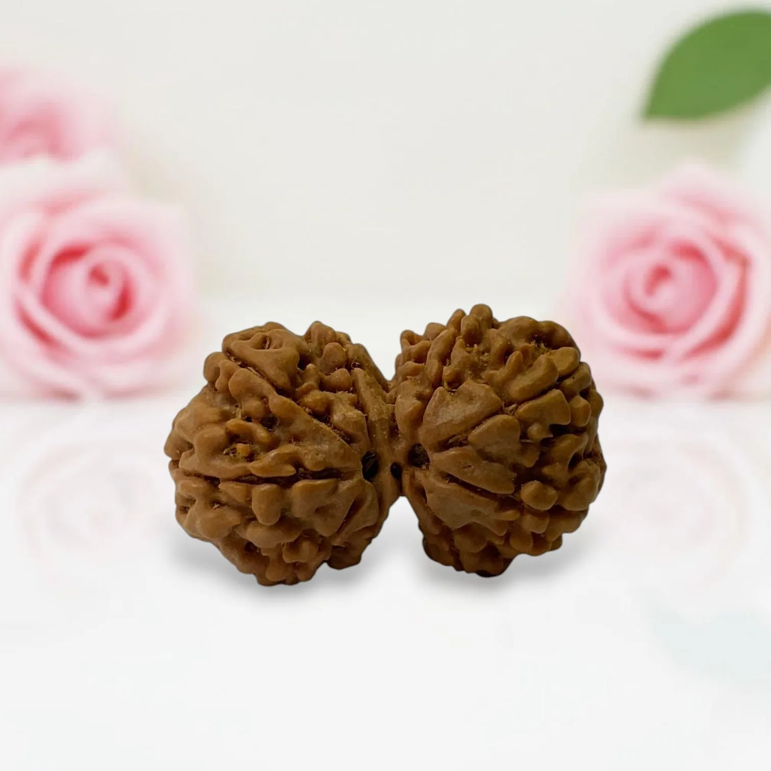Gauri Shankar Rudraksha
