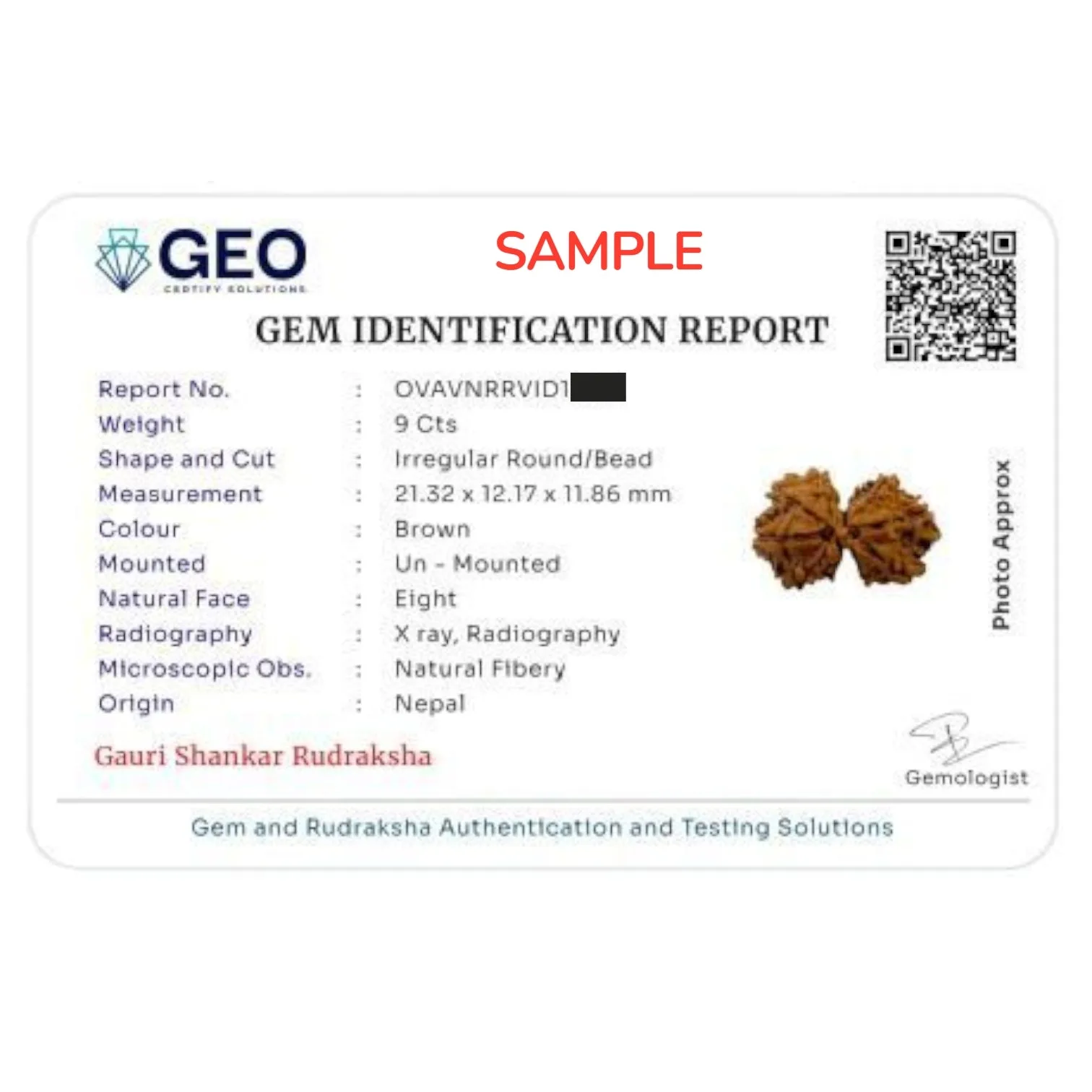 Gauri Shankar Rudraksha