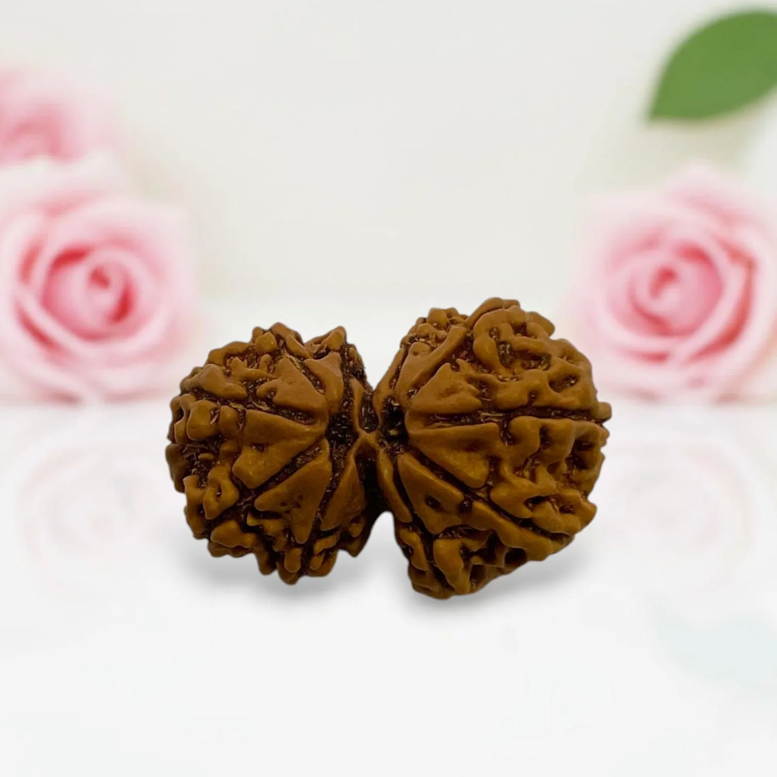 Gauri Shankar Rudraksha
