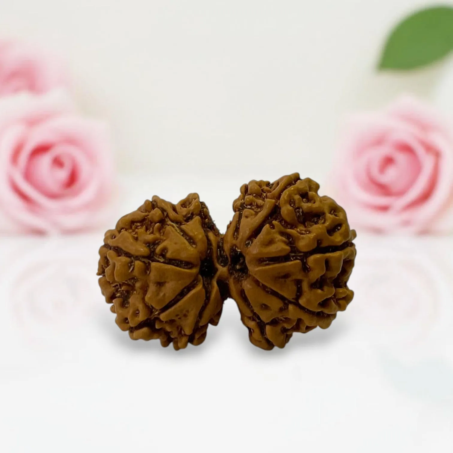 Gauri Shankar Rudraksha