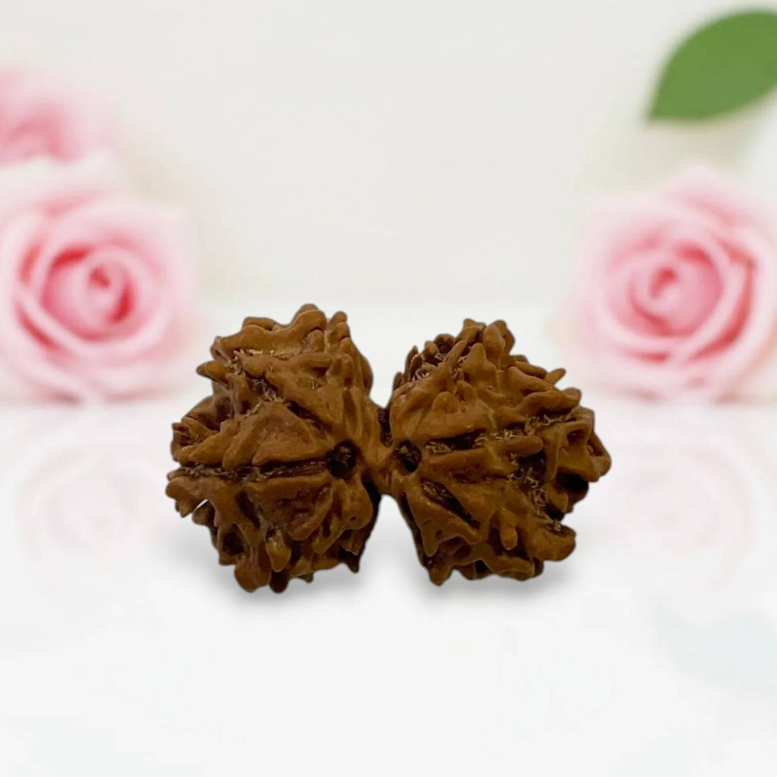 Gauri Shankar Rudraksha