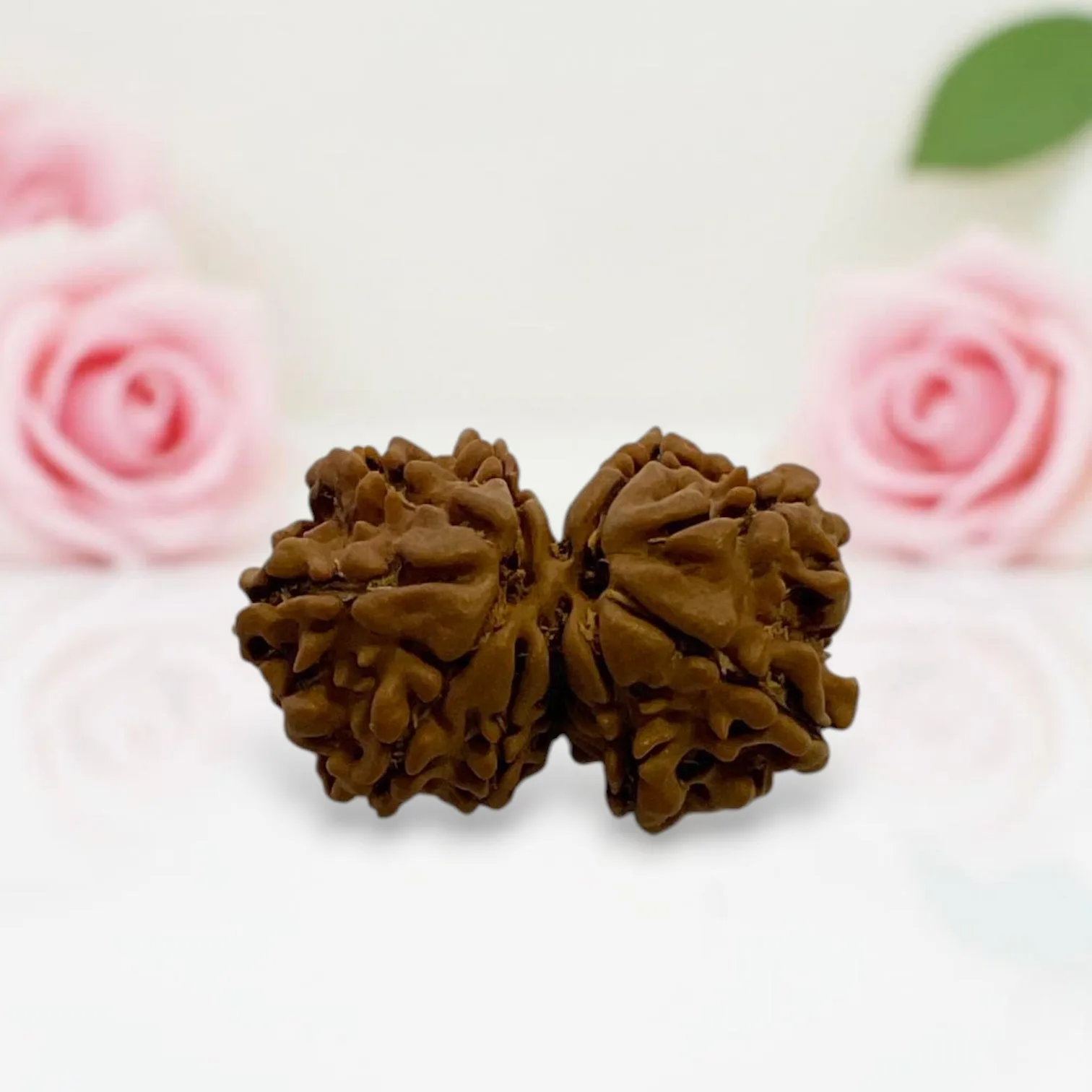 Gauri Shankar Rudraksha