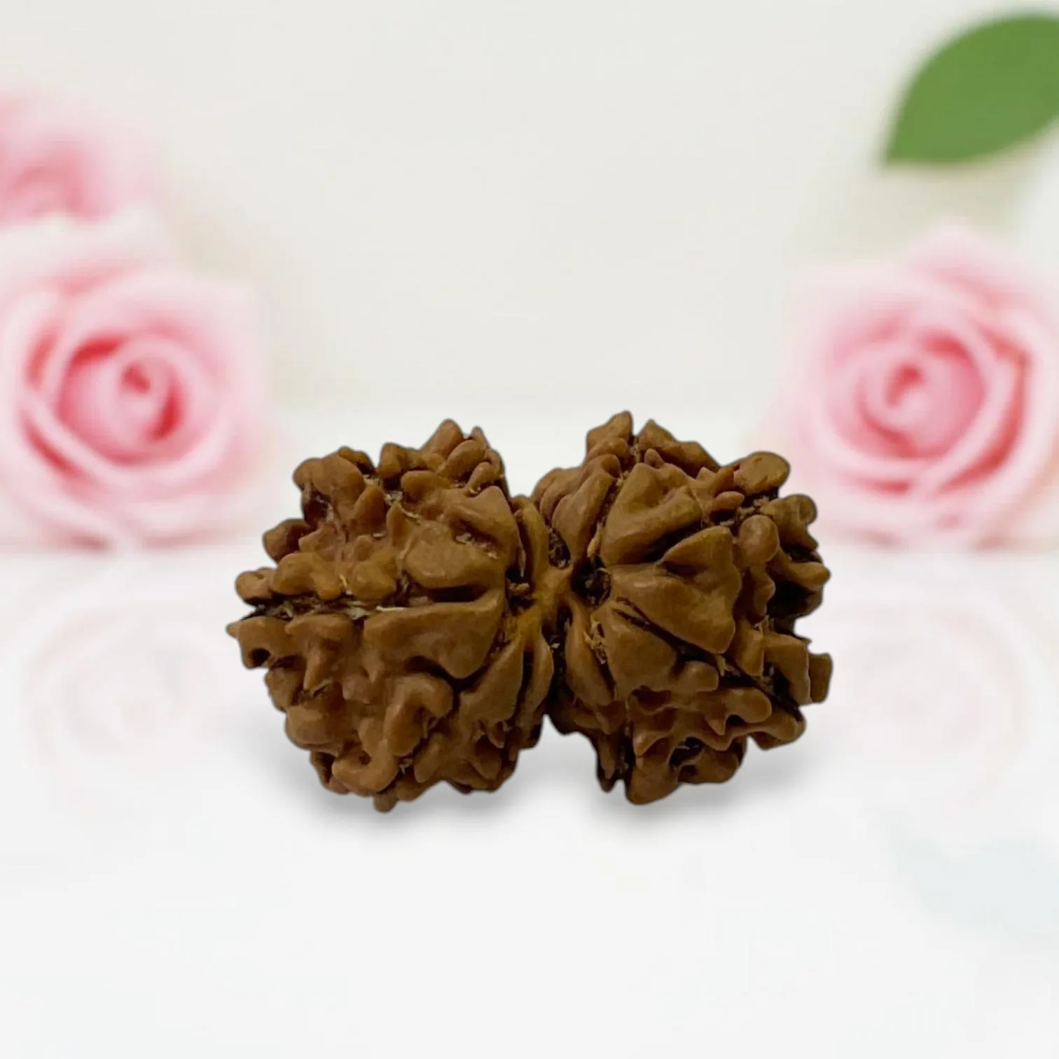 Gauri Shankar Rudraksha