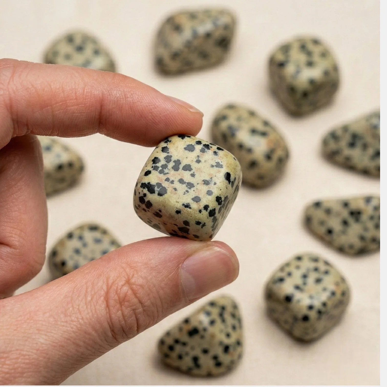 Dalmatain Jasper Tumble