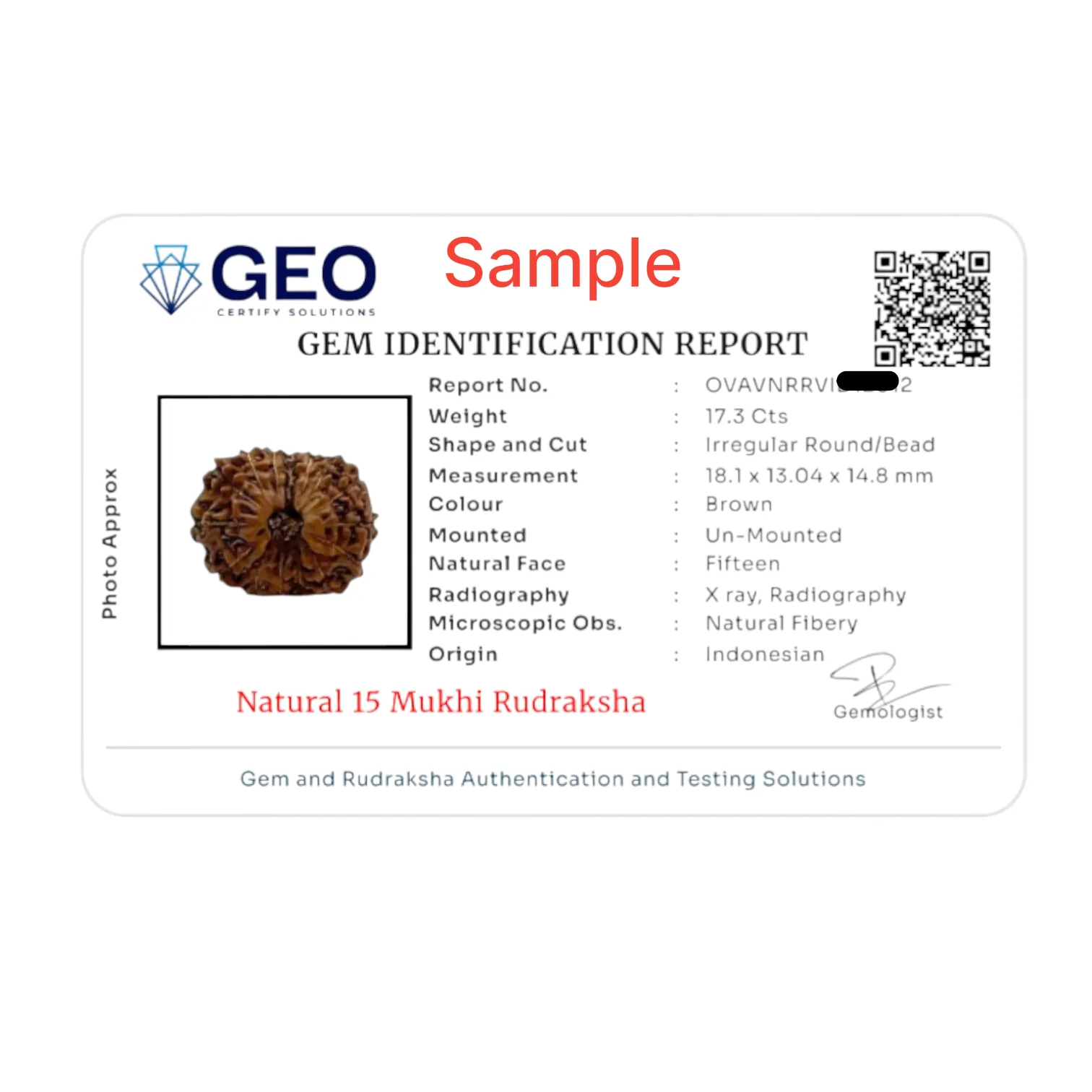 Natural 15 Mukhi Rudraksha