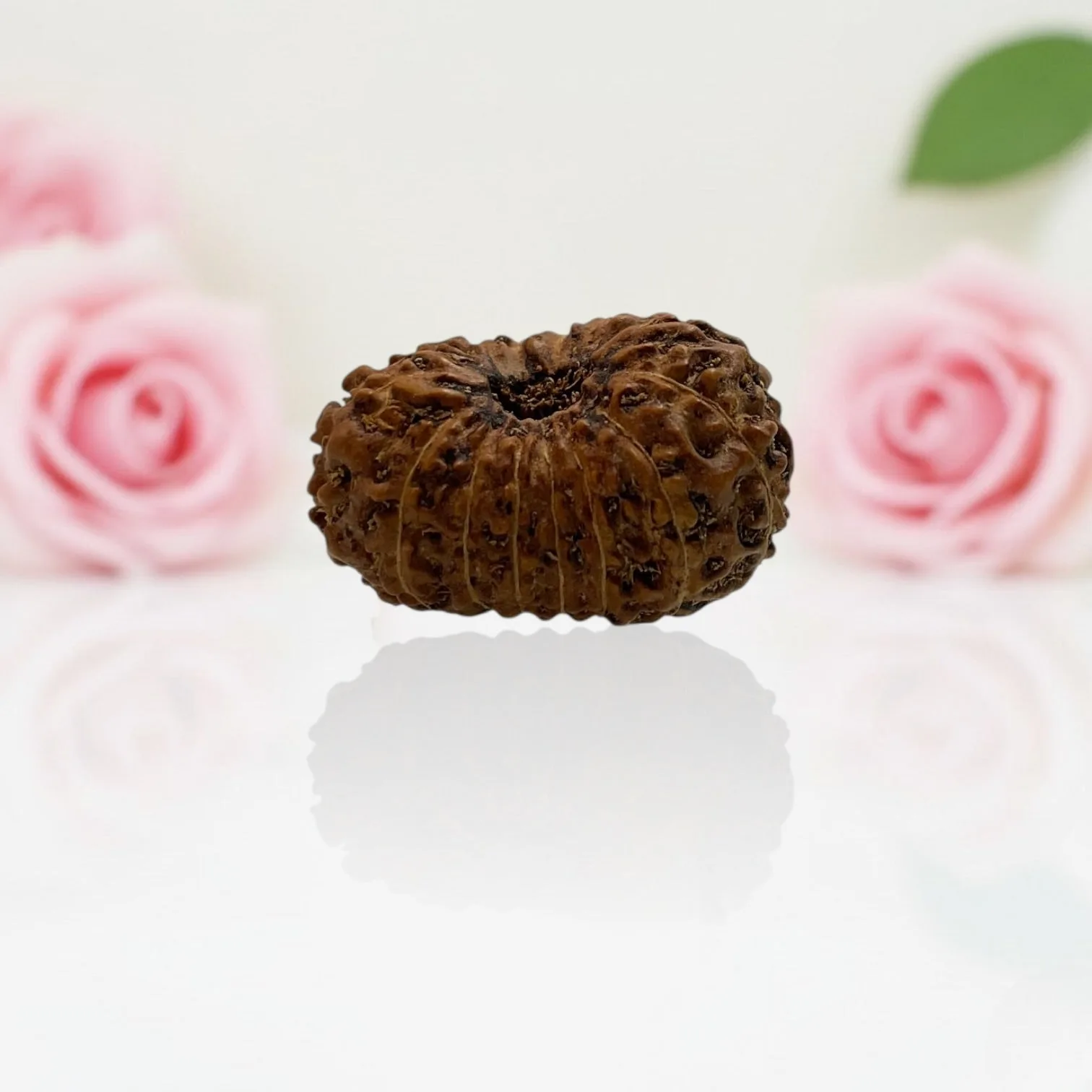 Natural 15 Mukhi Rudraksha