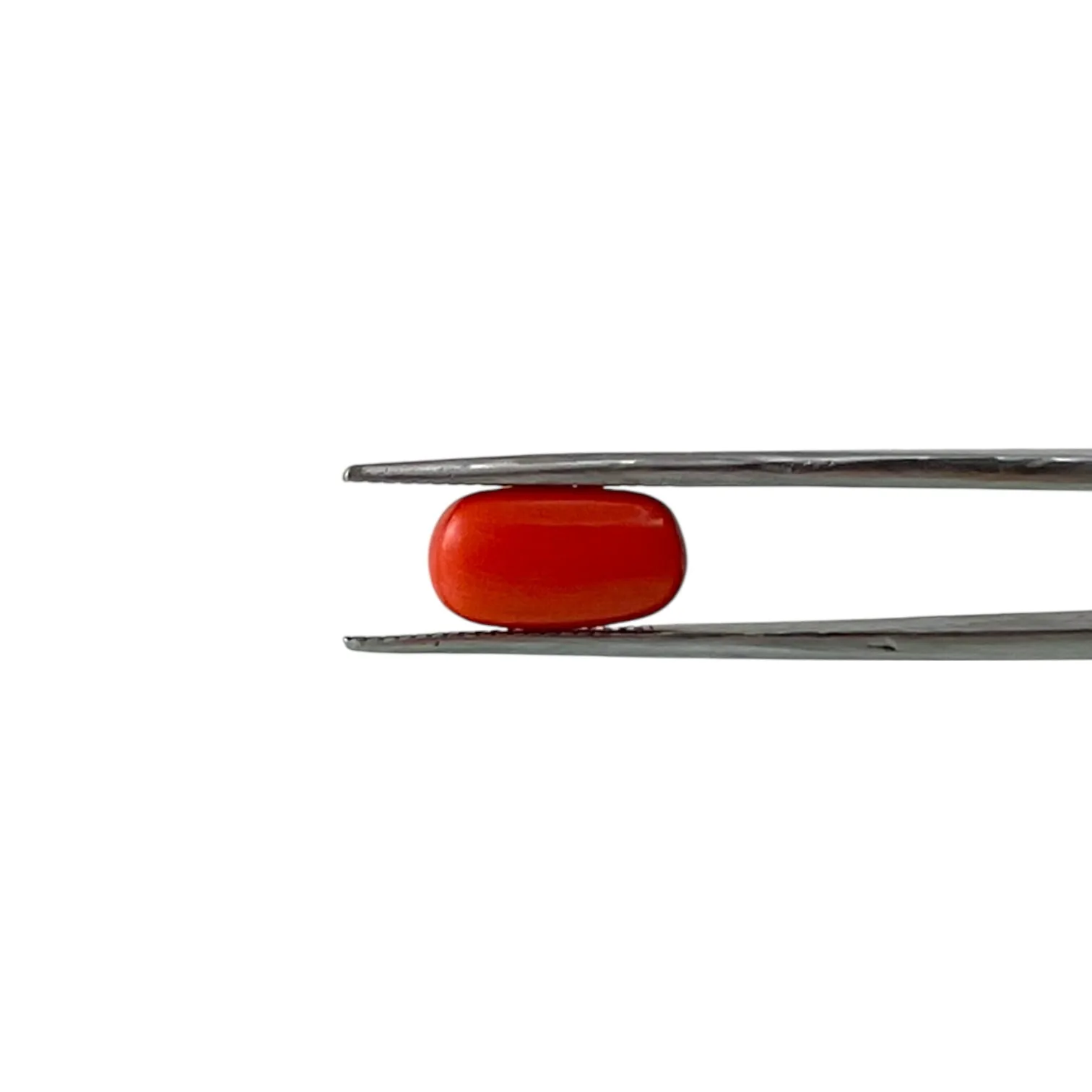 Red Coral (Italian) - 3.79 Carat