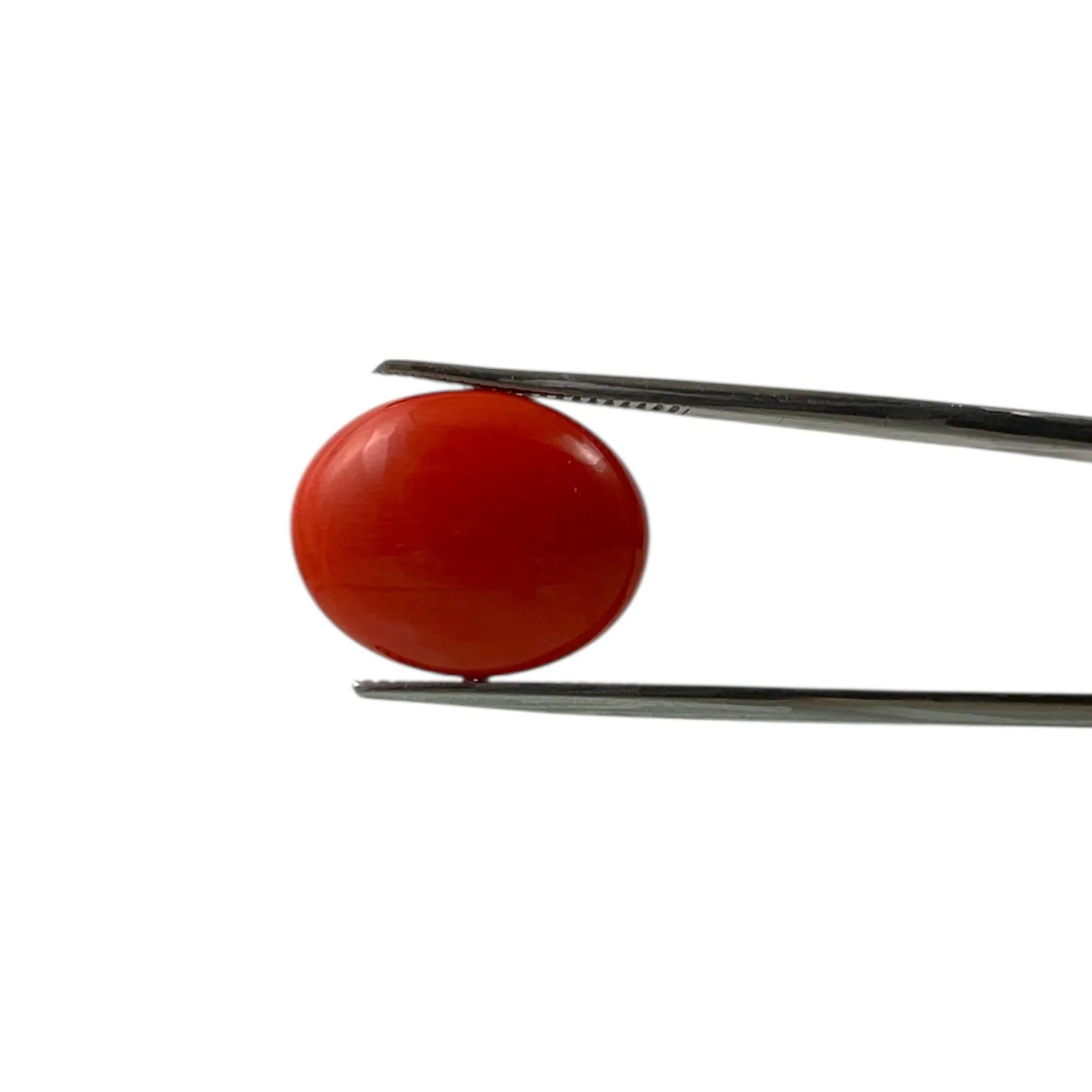 Red Coral (Japanese) - 9.3 Carat