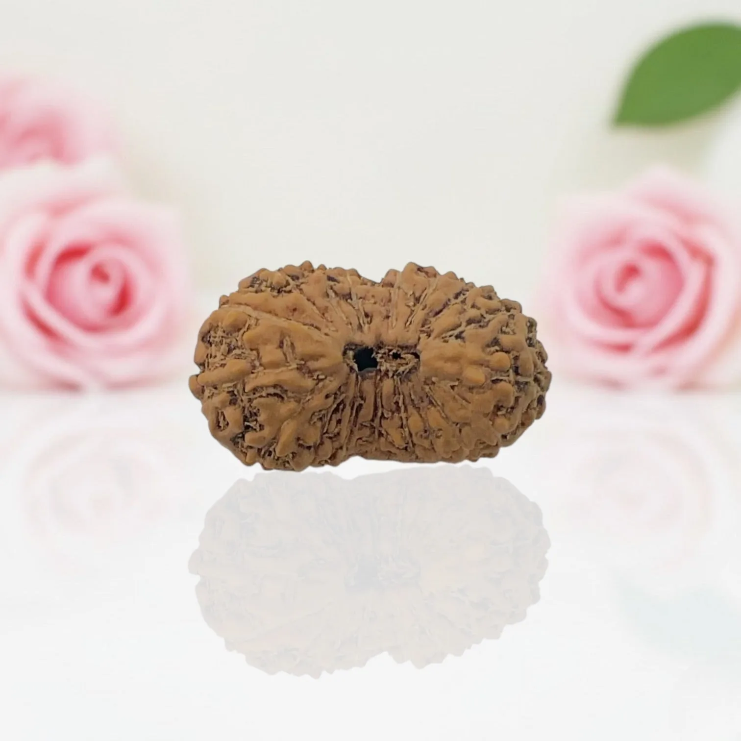 Natural 18 Mukhi Rudraksha