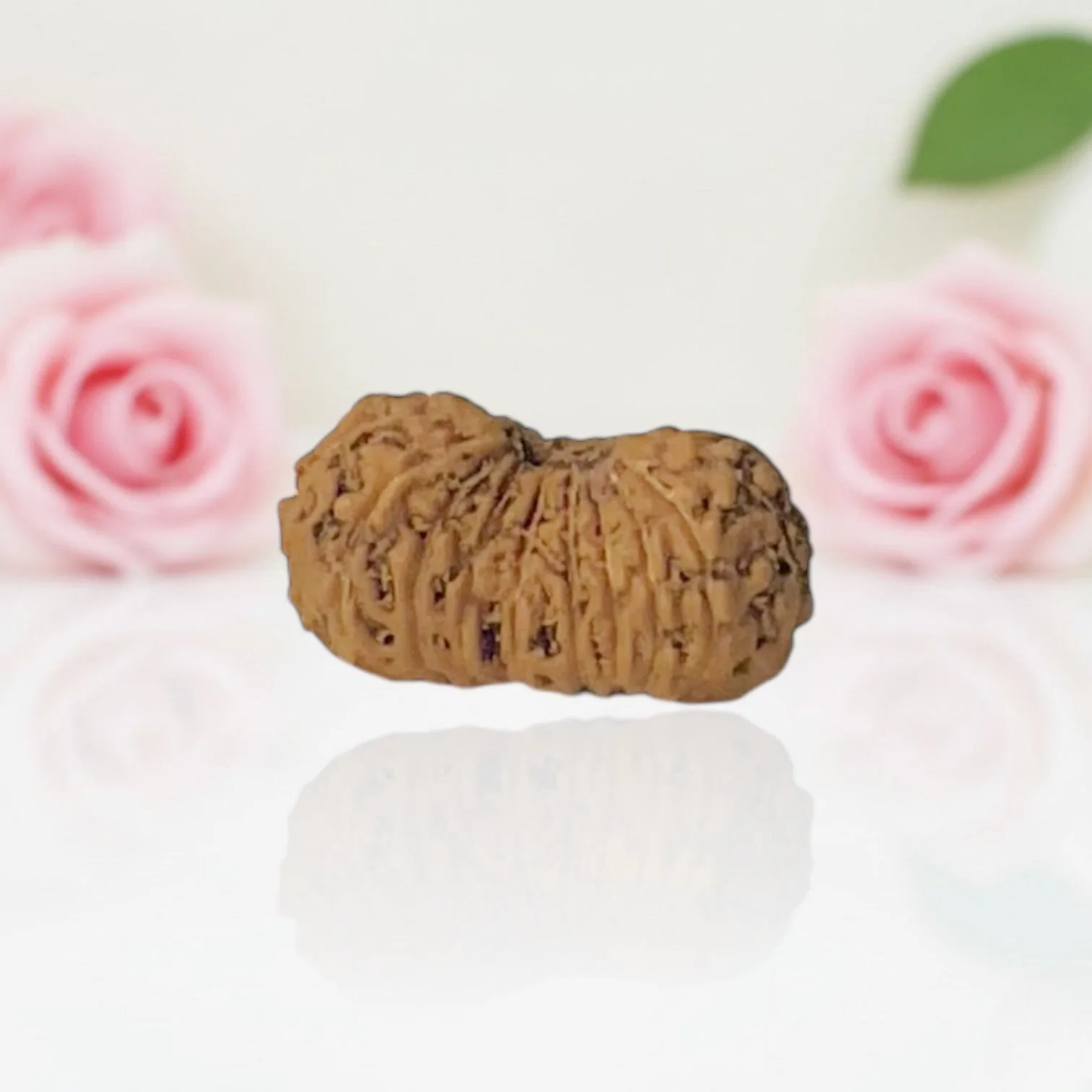 Natural 18 Mukhi Rudraksha
