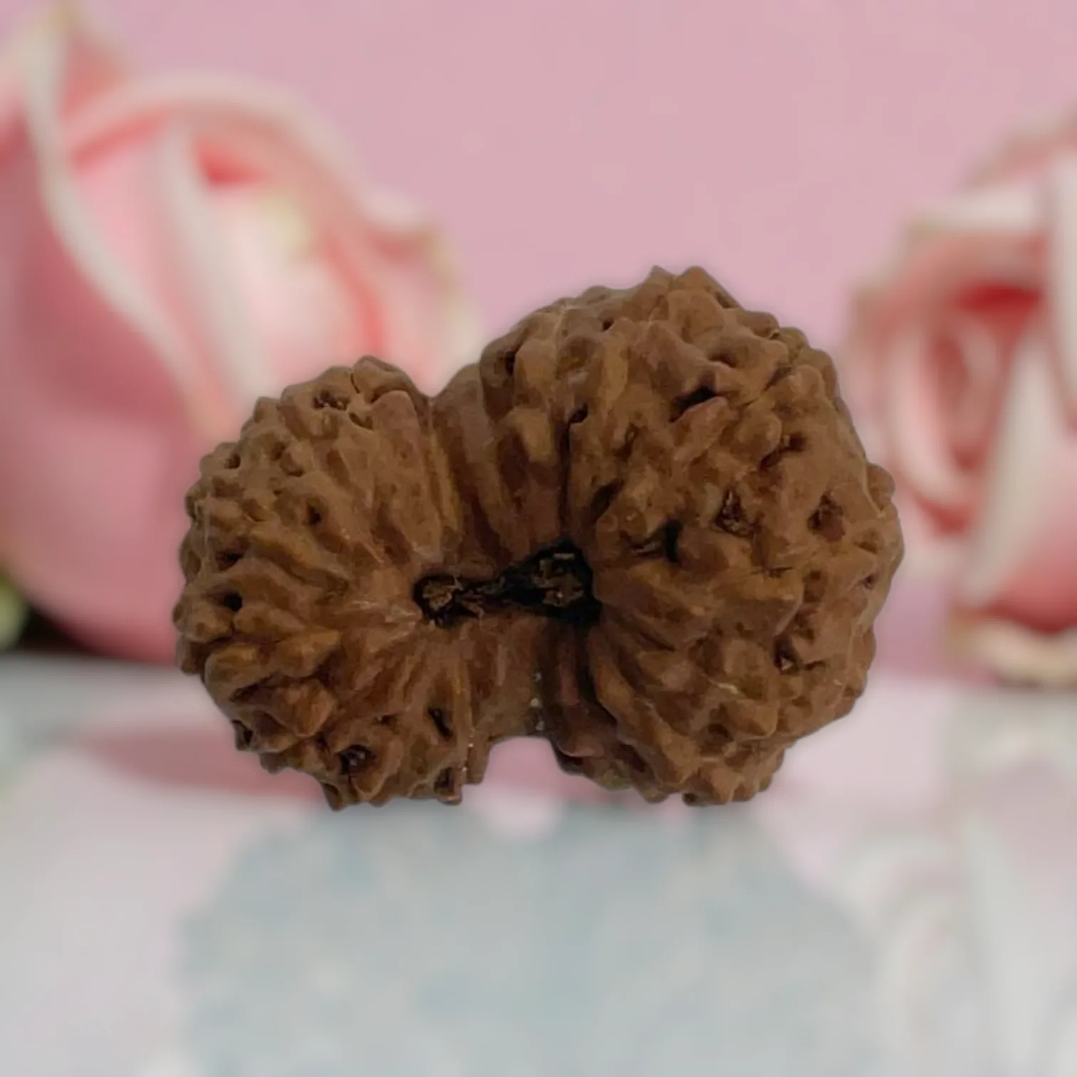 Natural 17 Mukhi Rudraksha