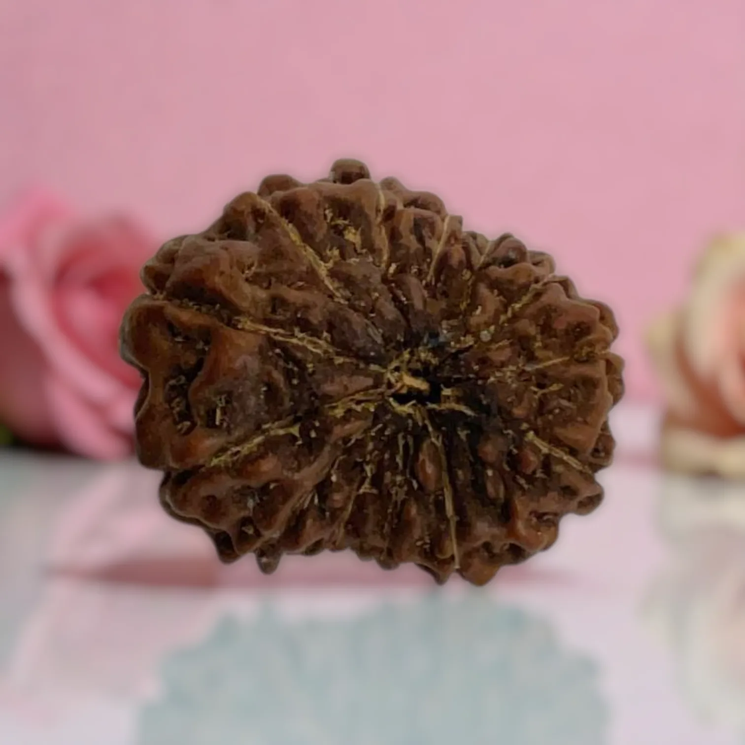 Natural 14 Mukhi Rudraksha