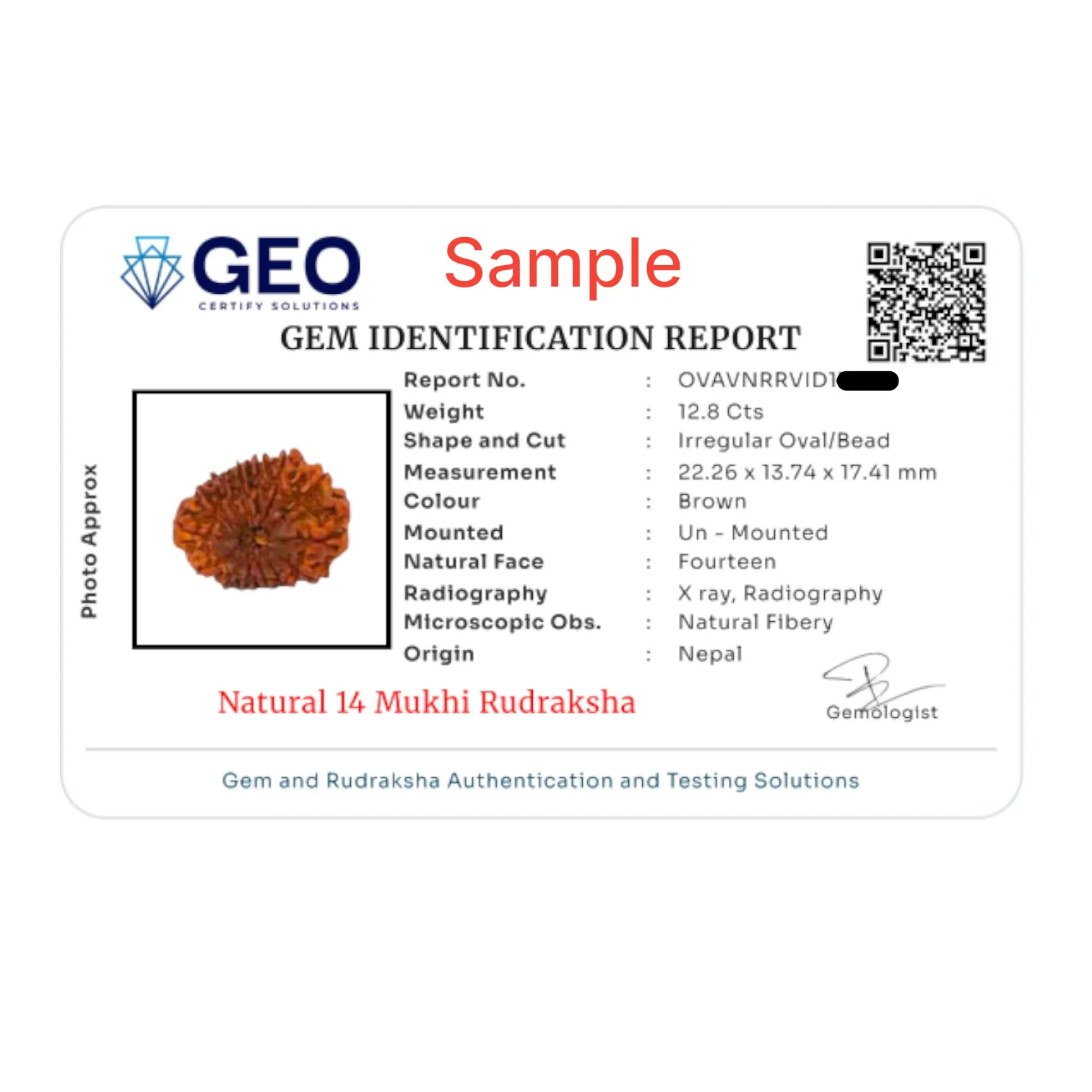 Natural 14 Mukhi Rudraksha