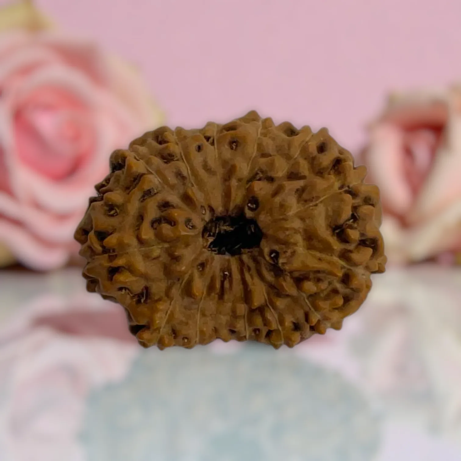 Natural 14 Mukhi Rudraksha
