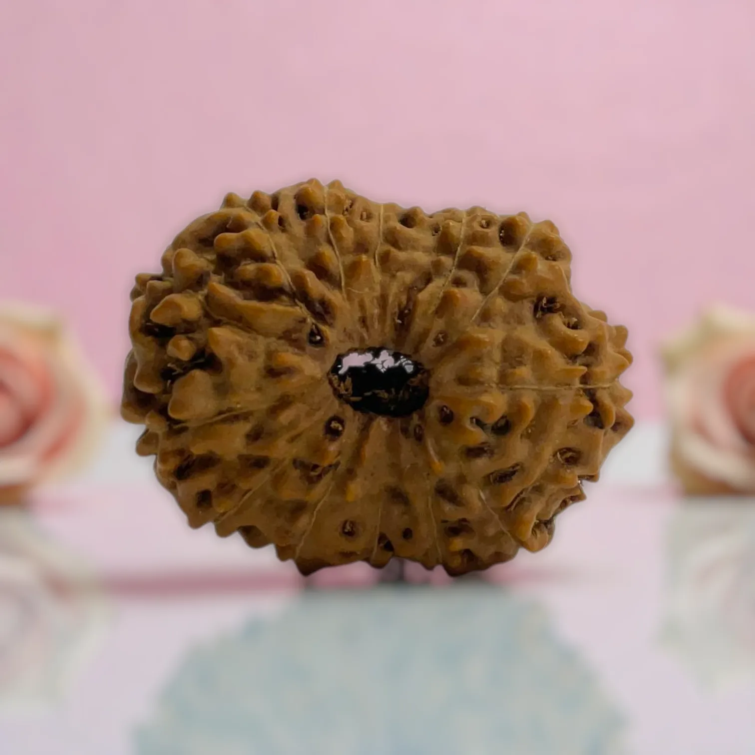 Natural 14 Mukhi Rudraksha