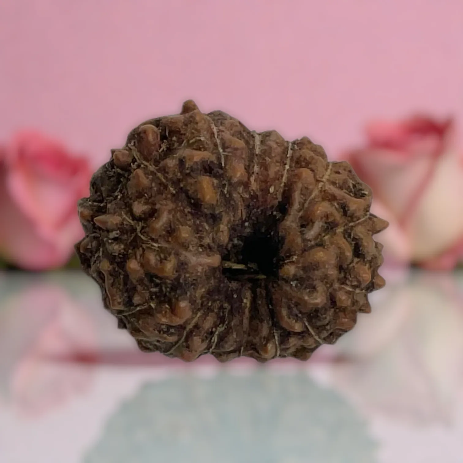 Natural 14 Mukhi Rudraksha