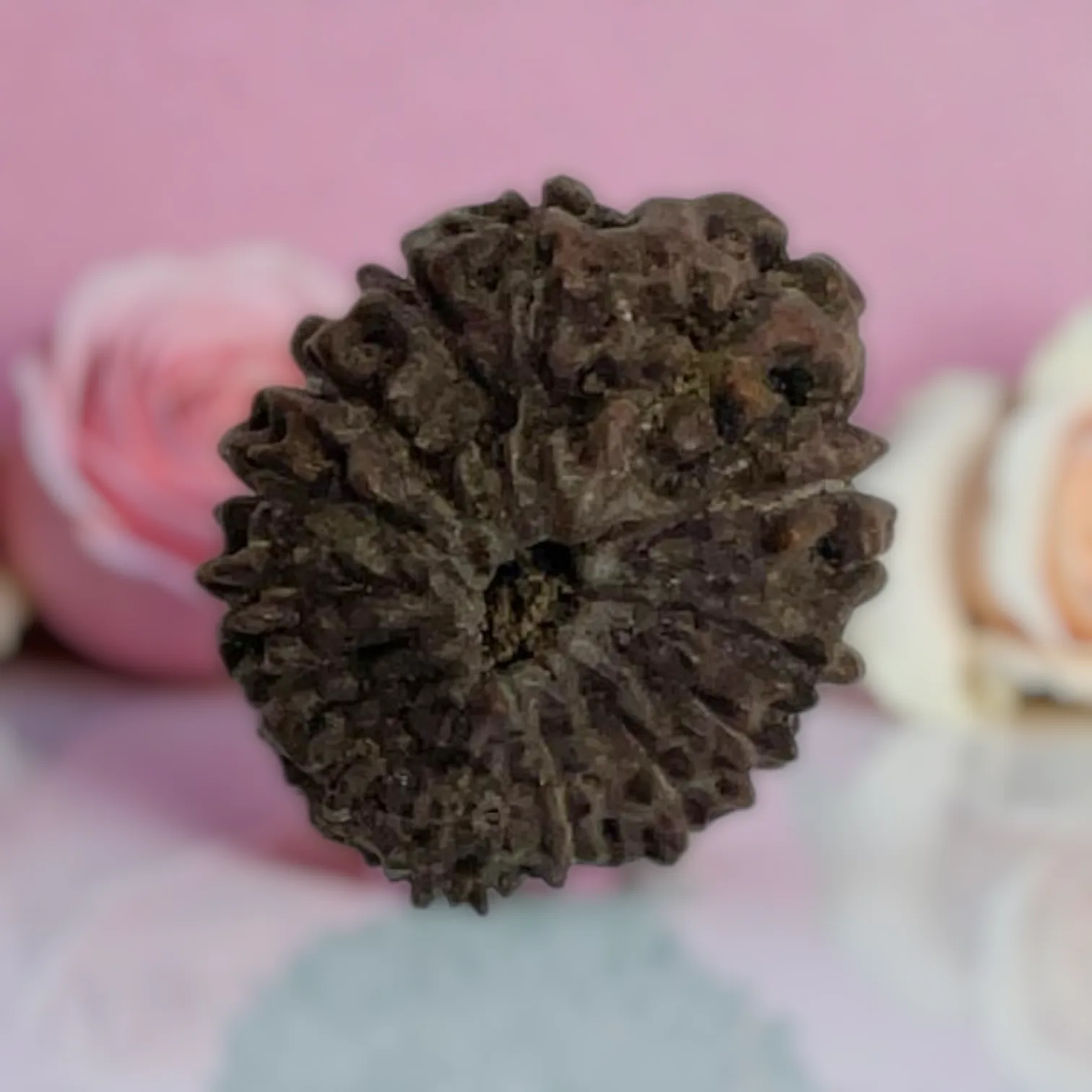 Natural 14 Mukhi Rudraksha