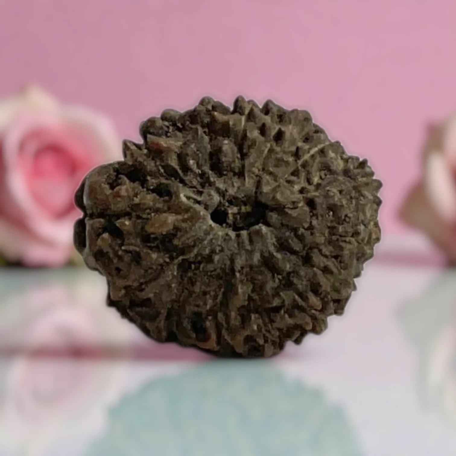 Natural 14 Mukhi Rudraksha