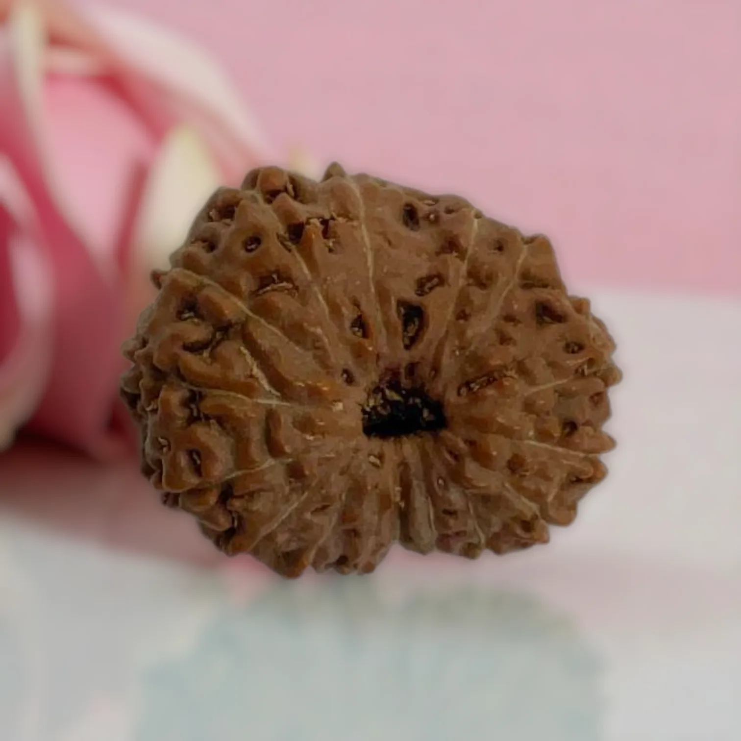 Natural 14 Mukhi Rudraksha