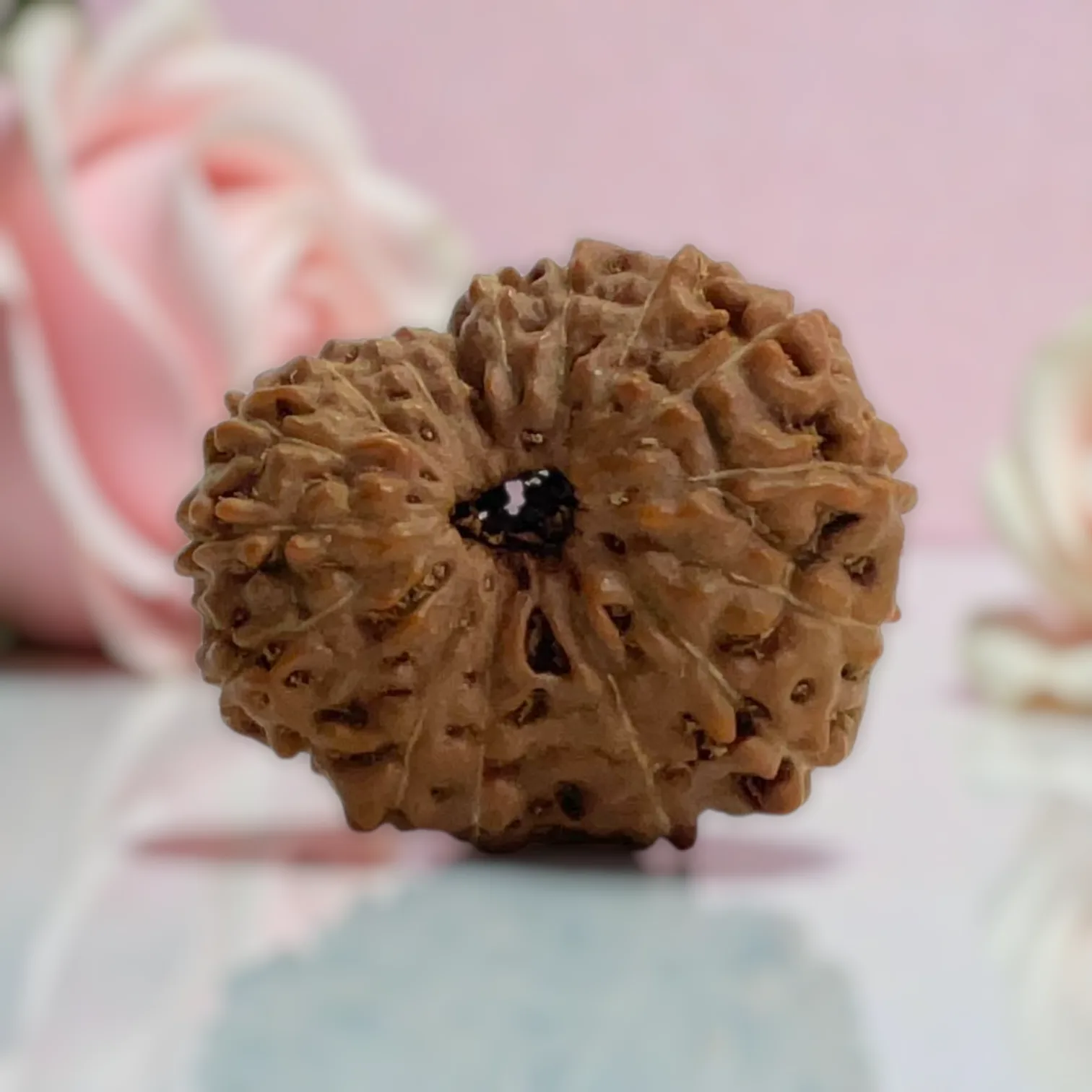 Natural 14 Mukhi Rudraksha