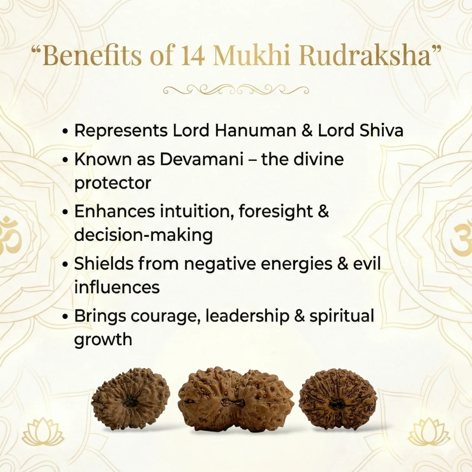 Natural 14 Mukhi Rudraksha