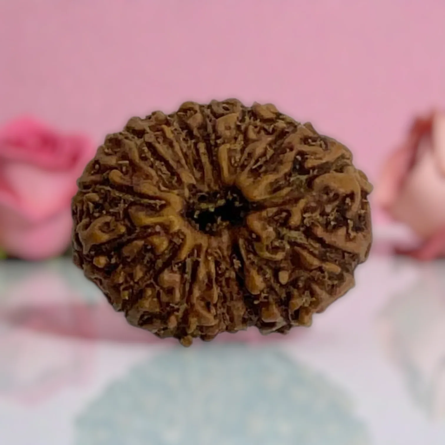 Natural 14 Mukhi Rudraksha