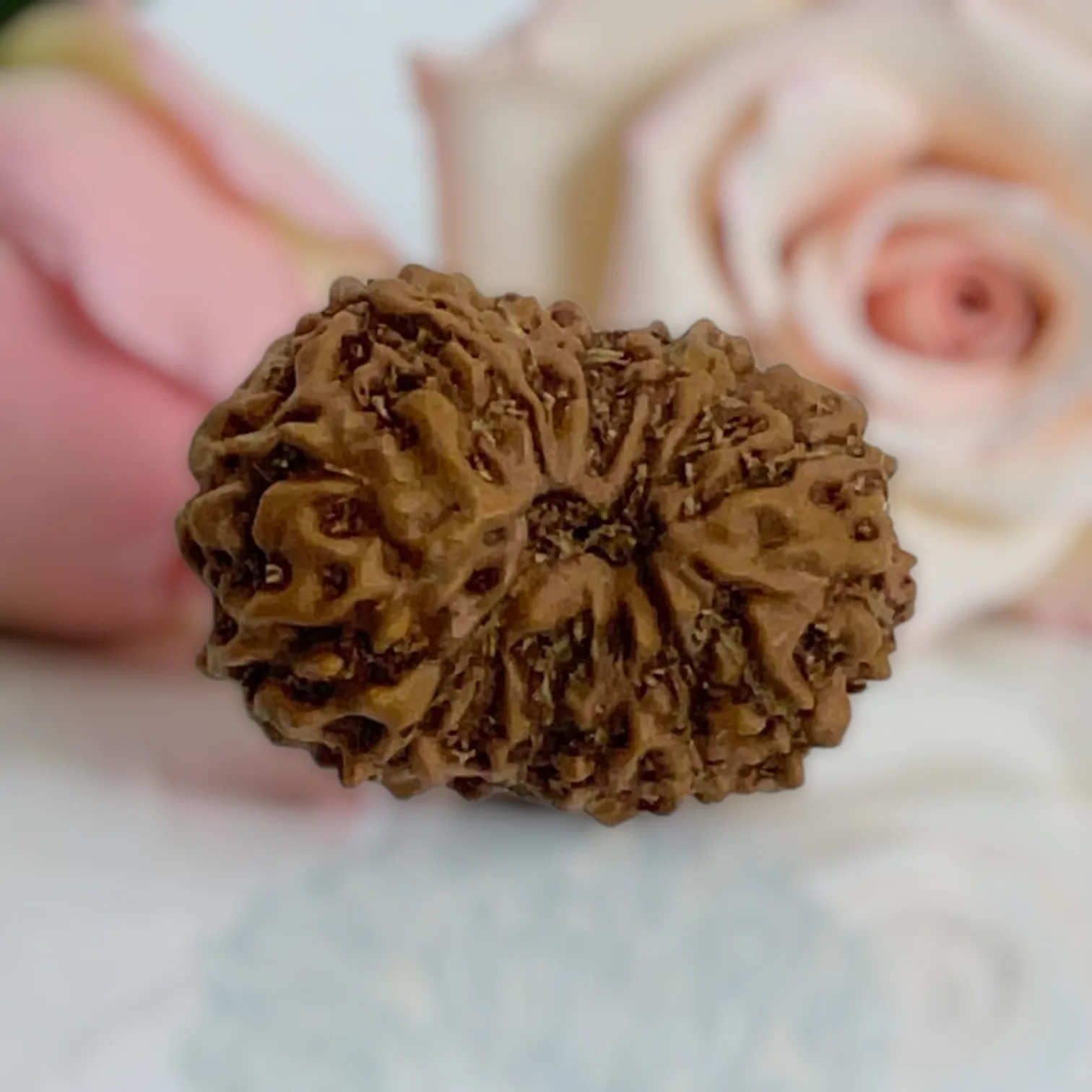 Natural 14 Mukhi Rudraksha