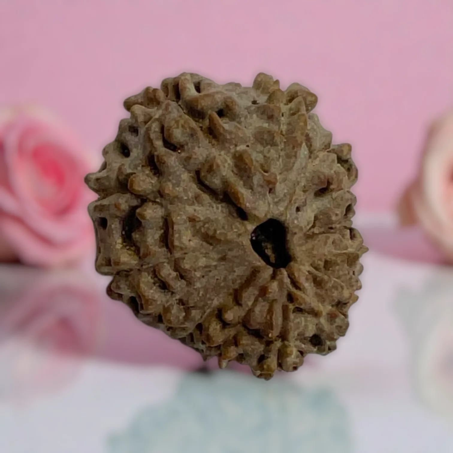 Natural 14 Mukhi Rudraksha