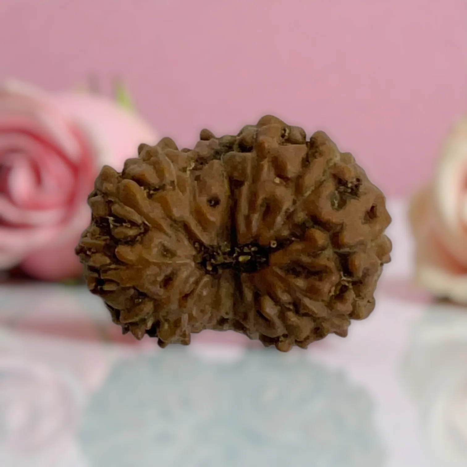 Natural 14 Mukhi Rudraksha