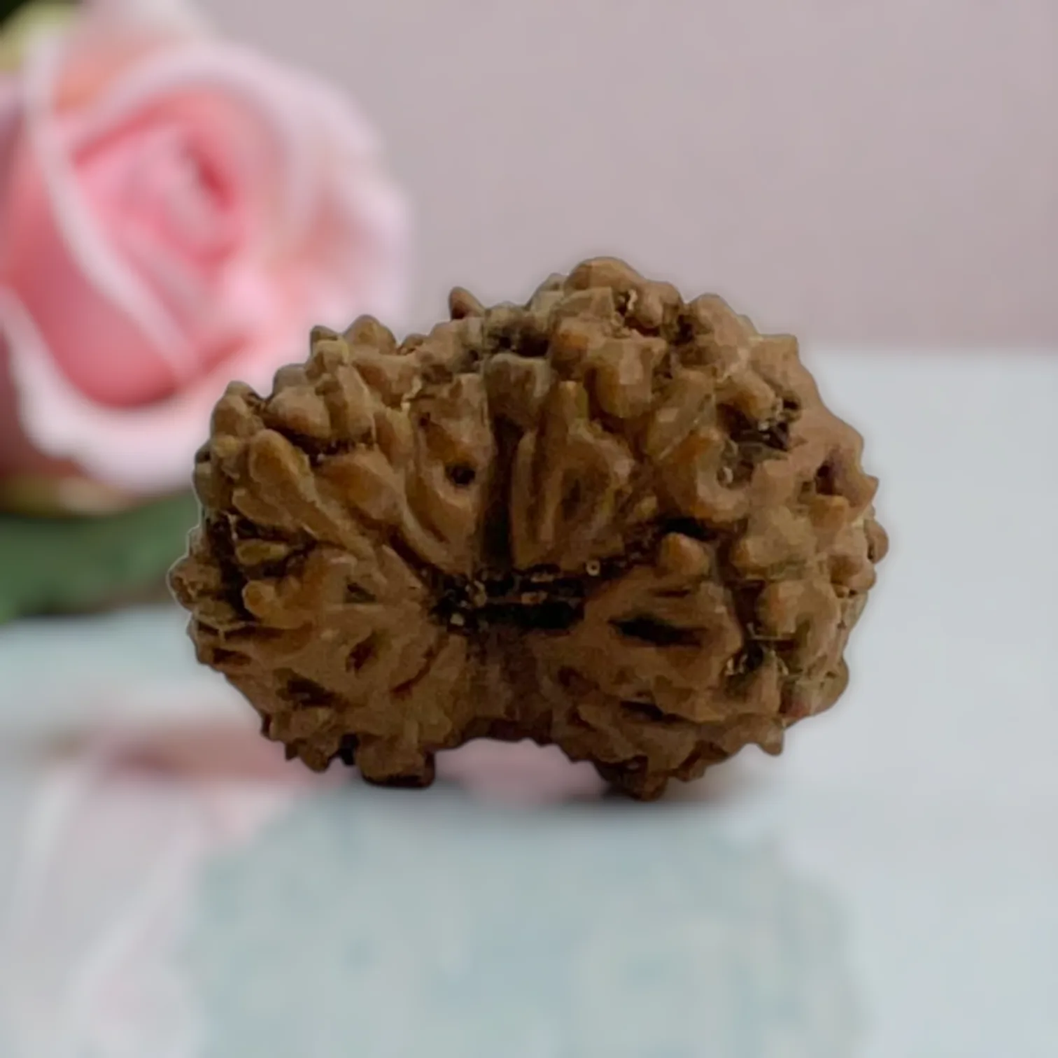 Natural 14 Mukhi Rudraksha